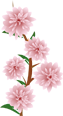 Cherry blossoms on a pink background with green leaves.
