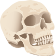 Illustration of a human skull