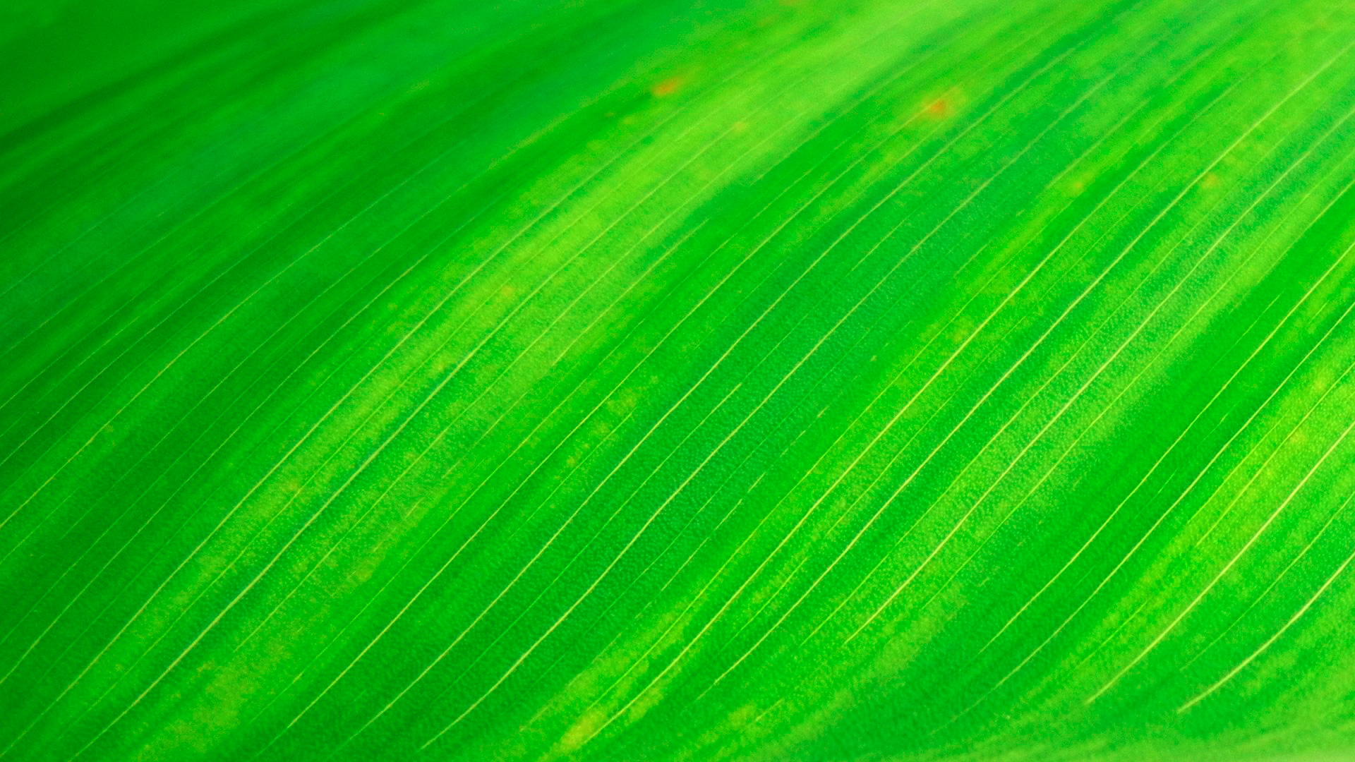 Preview for Green-leaf-texture-detail-background-2c35d