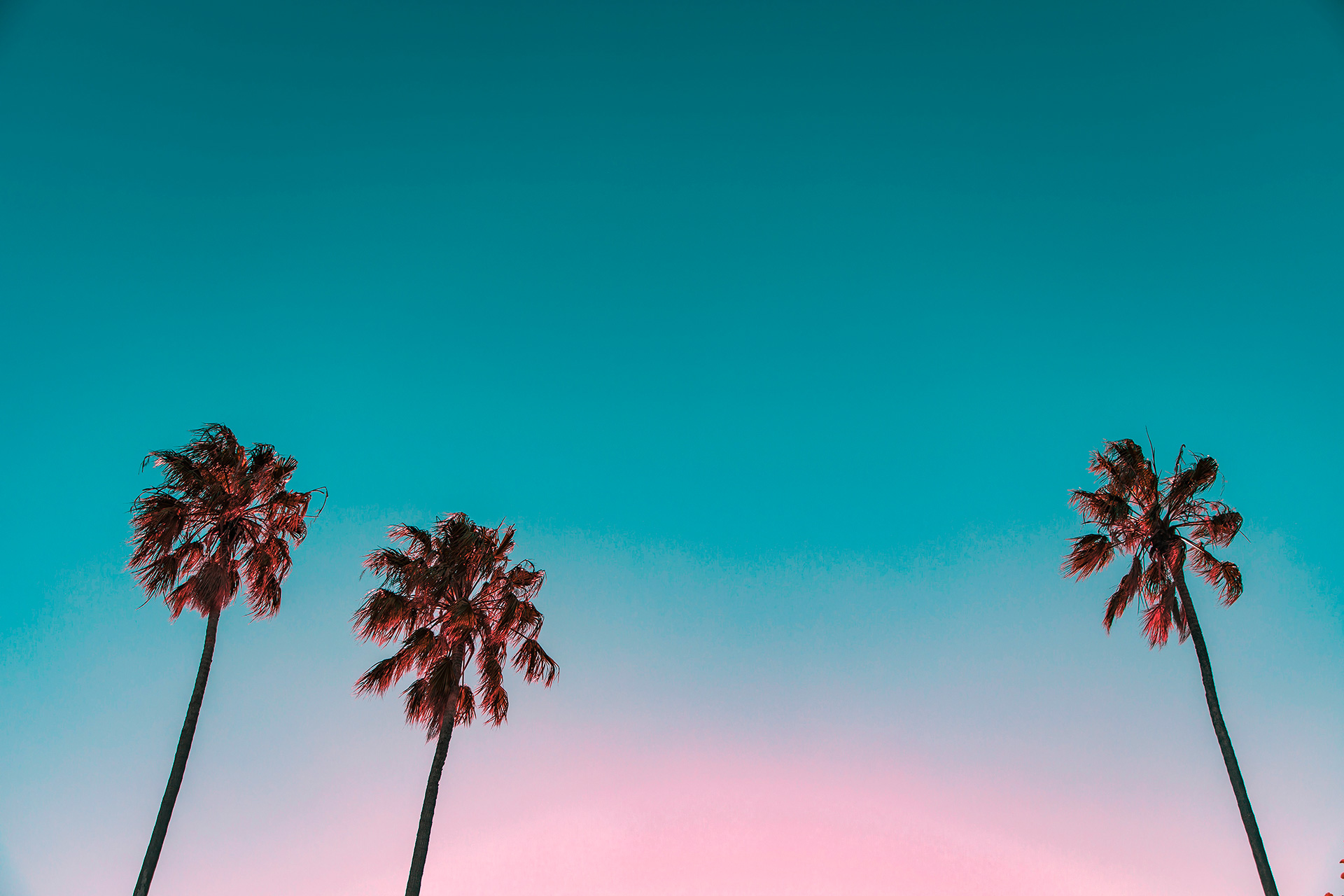 Preview for Palm-trees-at-sunset-background-8b311