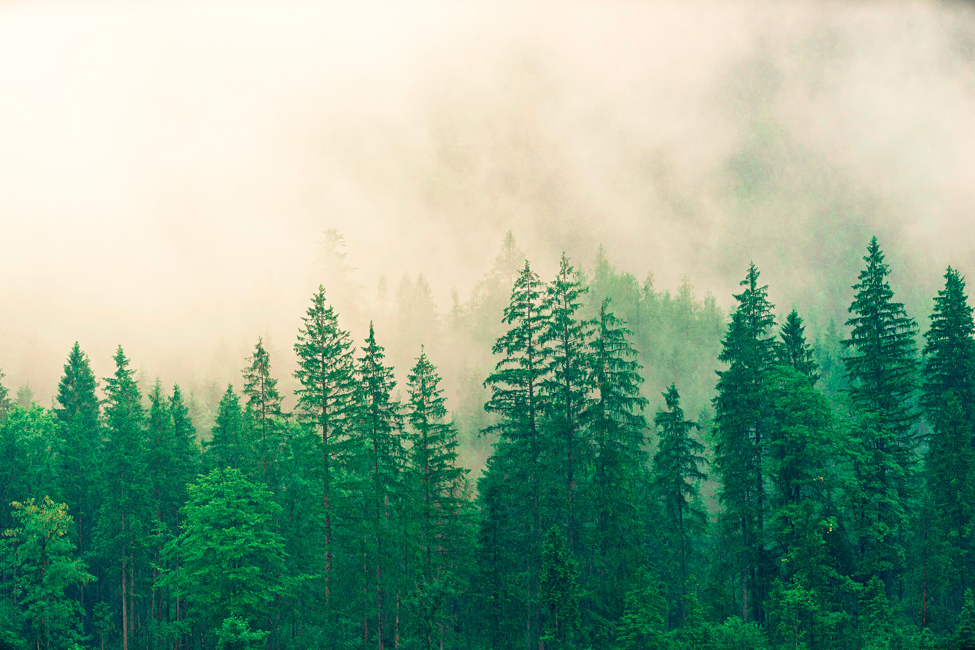 Preview for Misty-evergreen-forest-landscape-conifer-background-06ddd