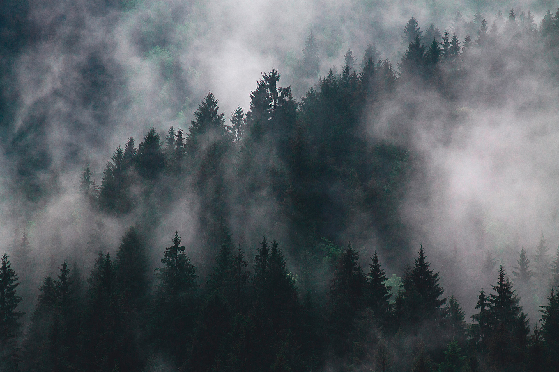 Preview for Misty-forest-landscape-fir-background-7c9db