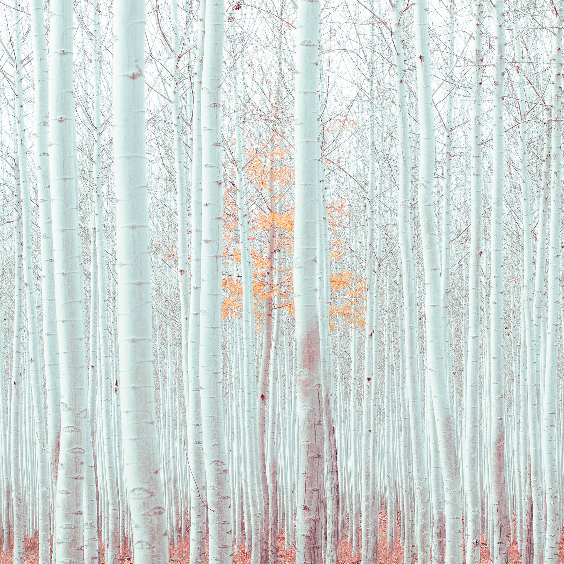 Preview for Autumn-forest-landscape-tree-background-7a637