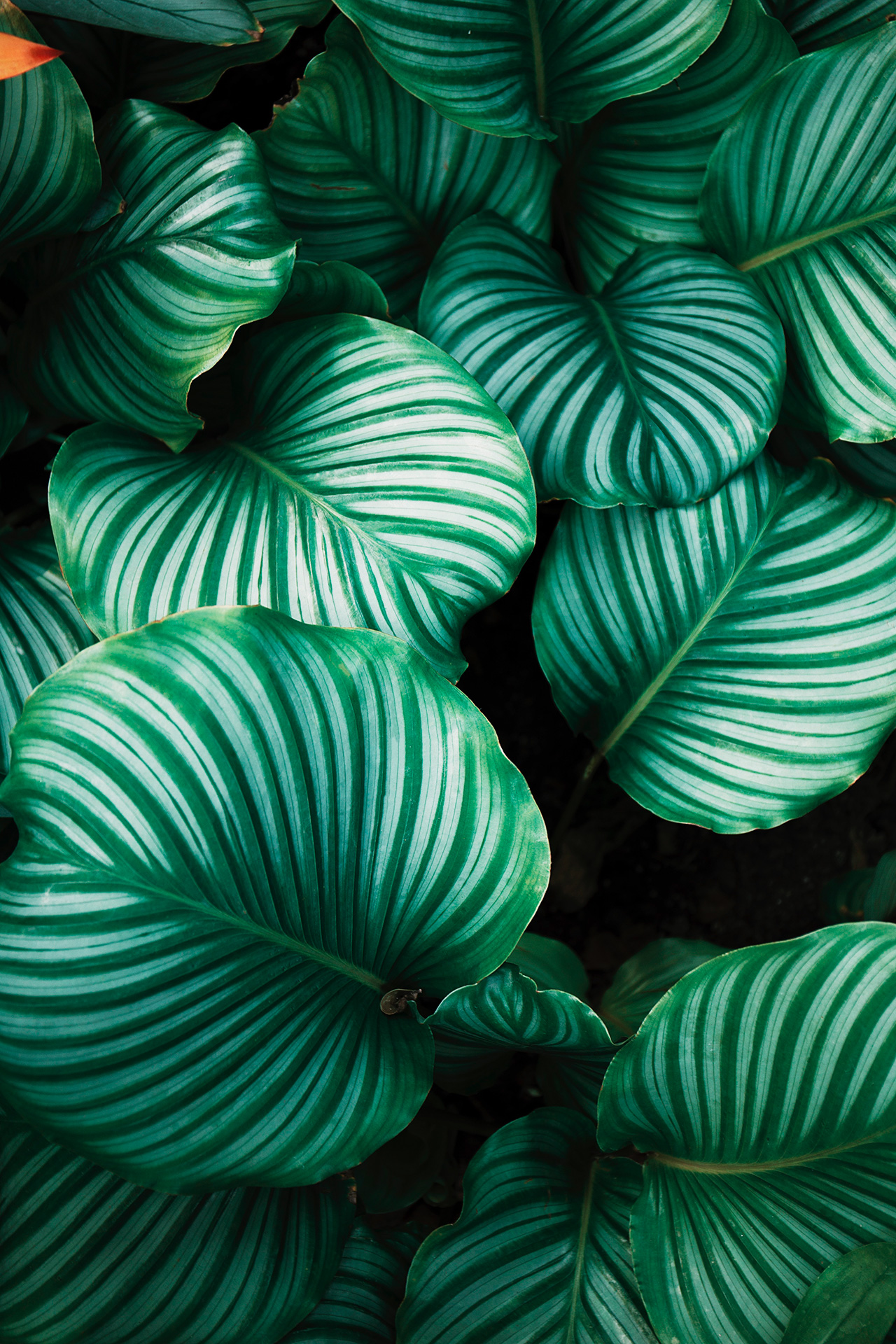 Preview for Calathea-plant-leaves-green-background-b7f19