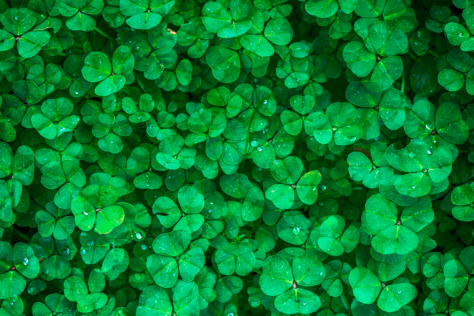Preview for Four-leaf-clover-lucky-background-backgrounds-5e897