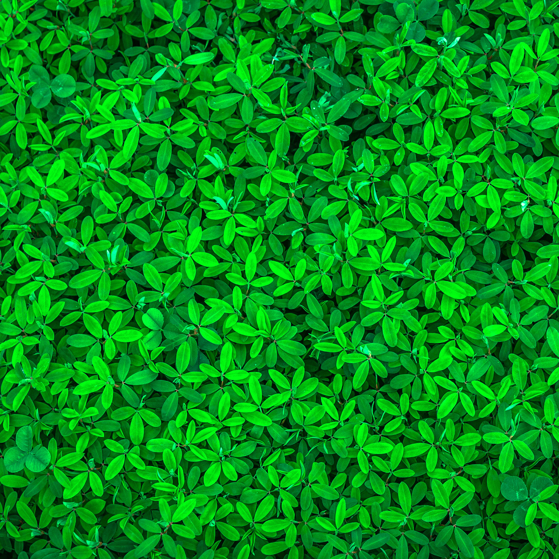 Preview for Vibrant-green-texture-background-backgrounds-450fb