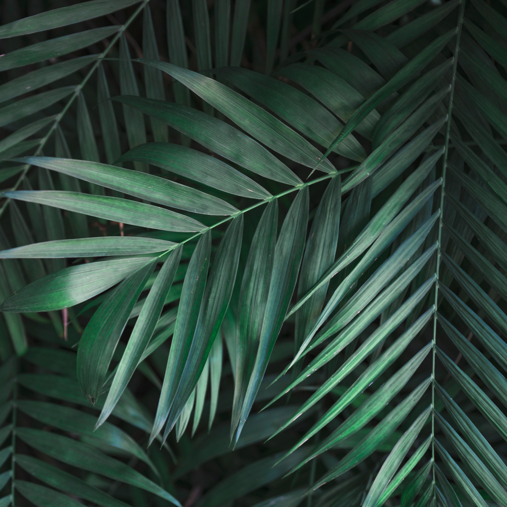Preview for Tropical-leaves-background-backgrounds-42761