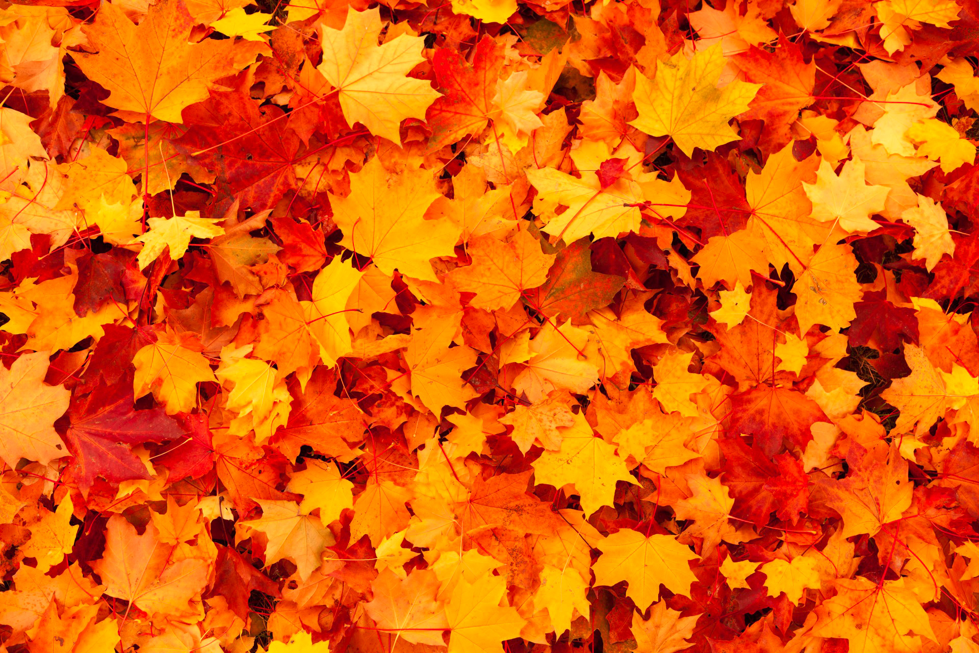 Preview for Autumn-leaves-background-backgrounds-55de7