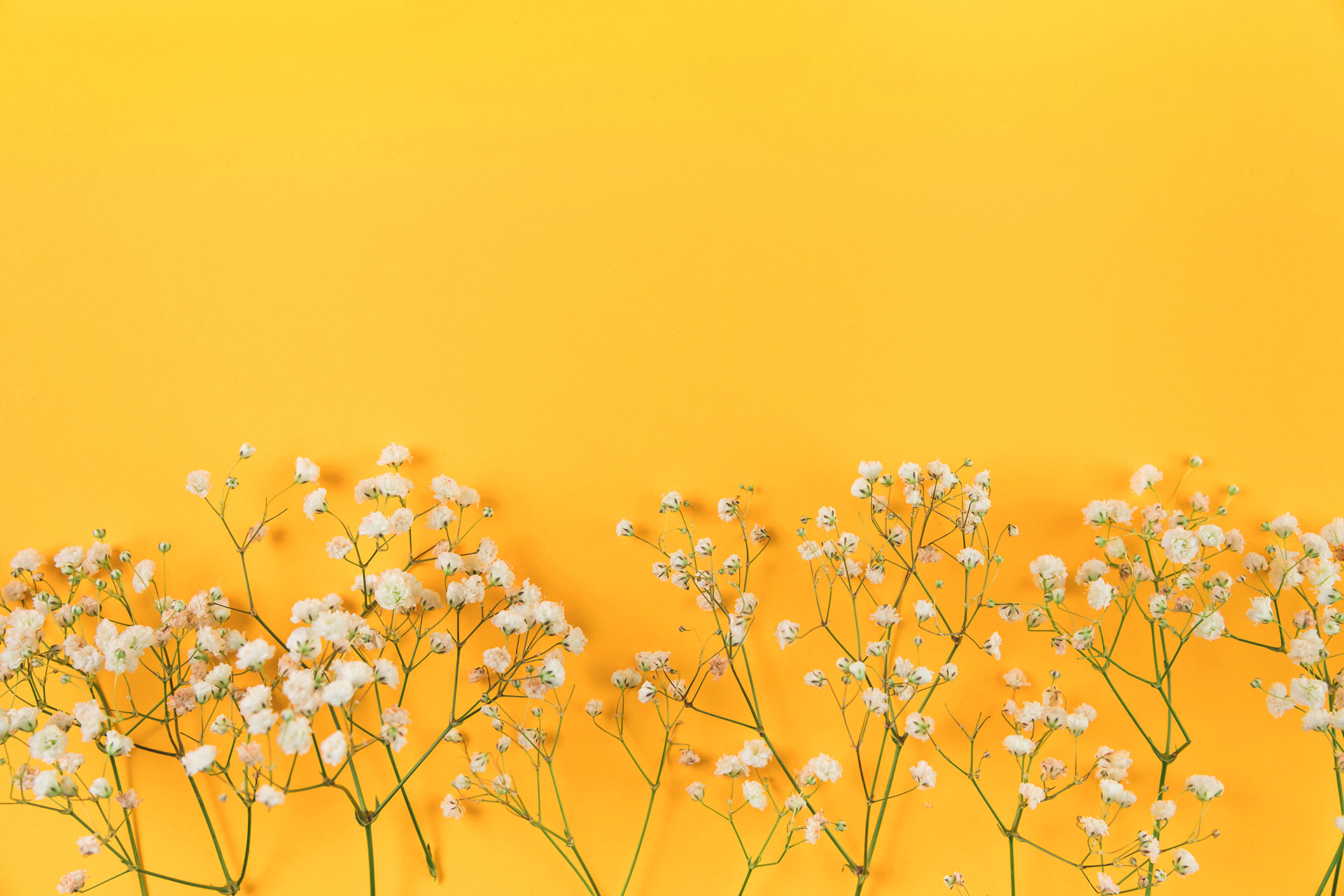 Preview for Baby-breath-yellow-background-backgrounds-d84bf