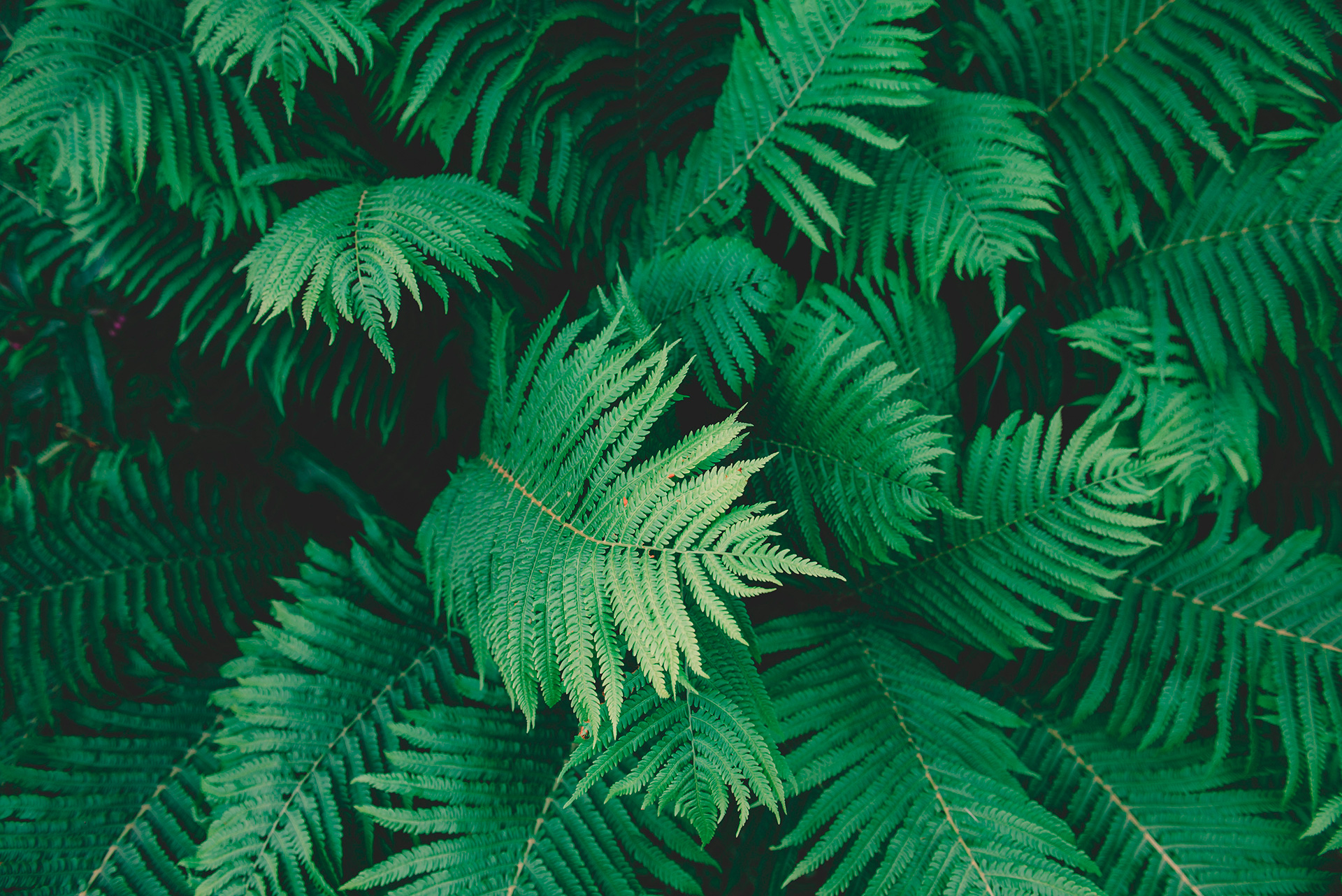 Preview for Lush-green-ferns-background-backgrounds-cdab2