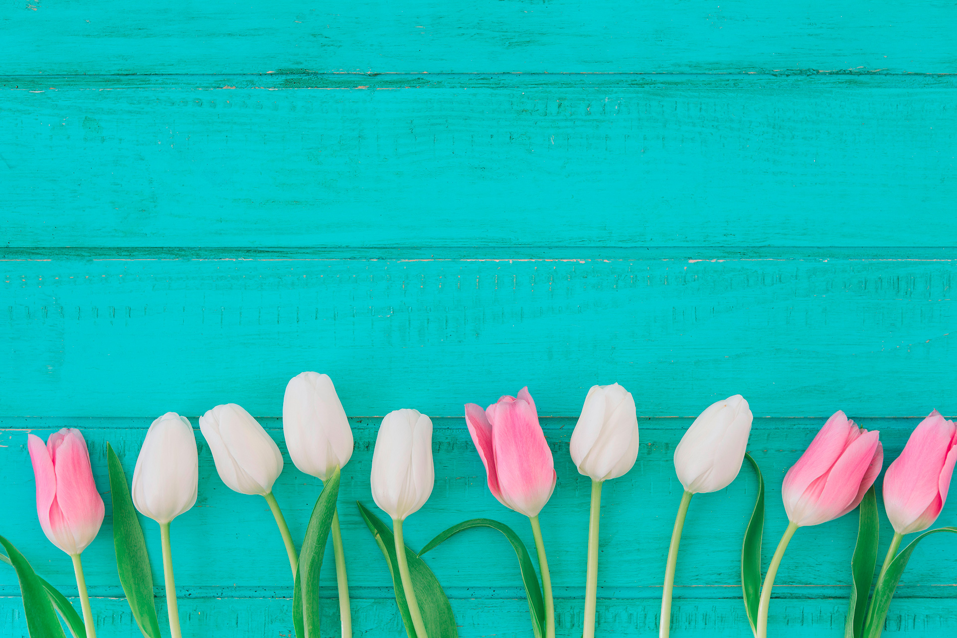 Preview for Tulips-on-teal-wooden-background-blossom-017bb