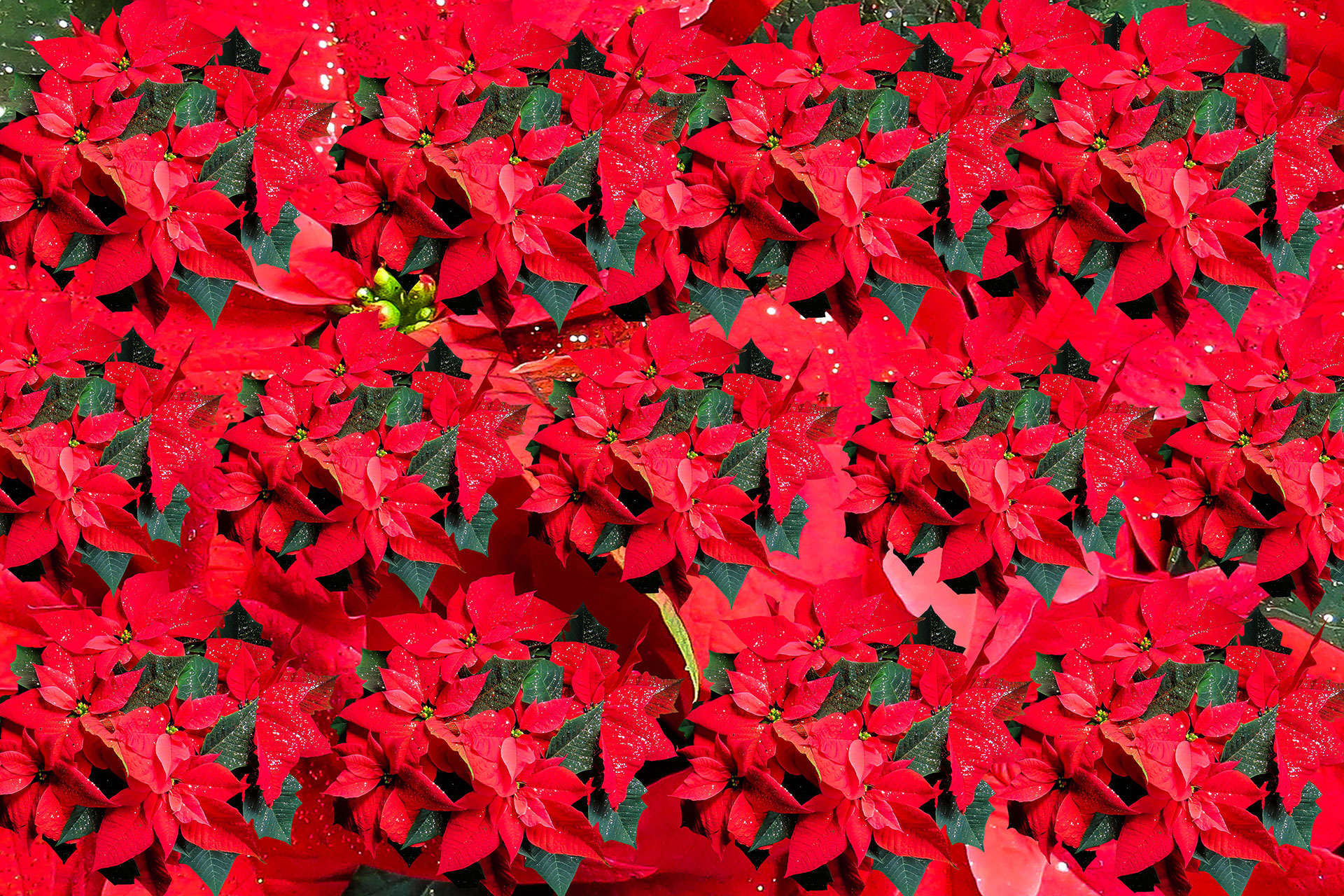 Preview for Vibrant-poinsettia-flowers-blossom-background-d873a
