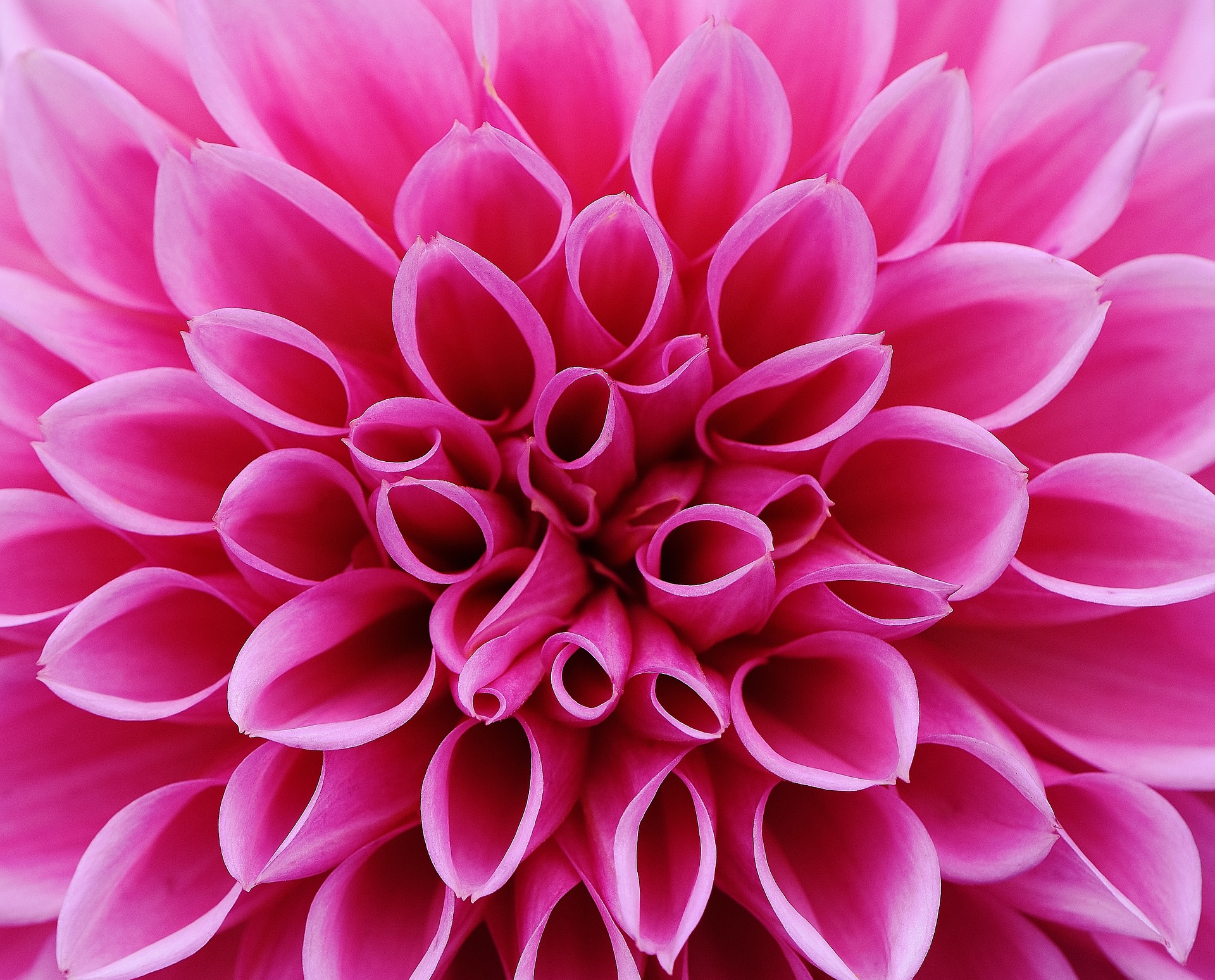 Preview for Vibrant-pink-dahlia-flower-blossom-background-ac8ea