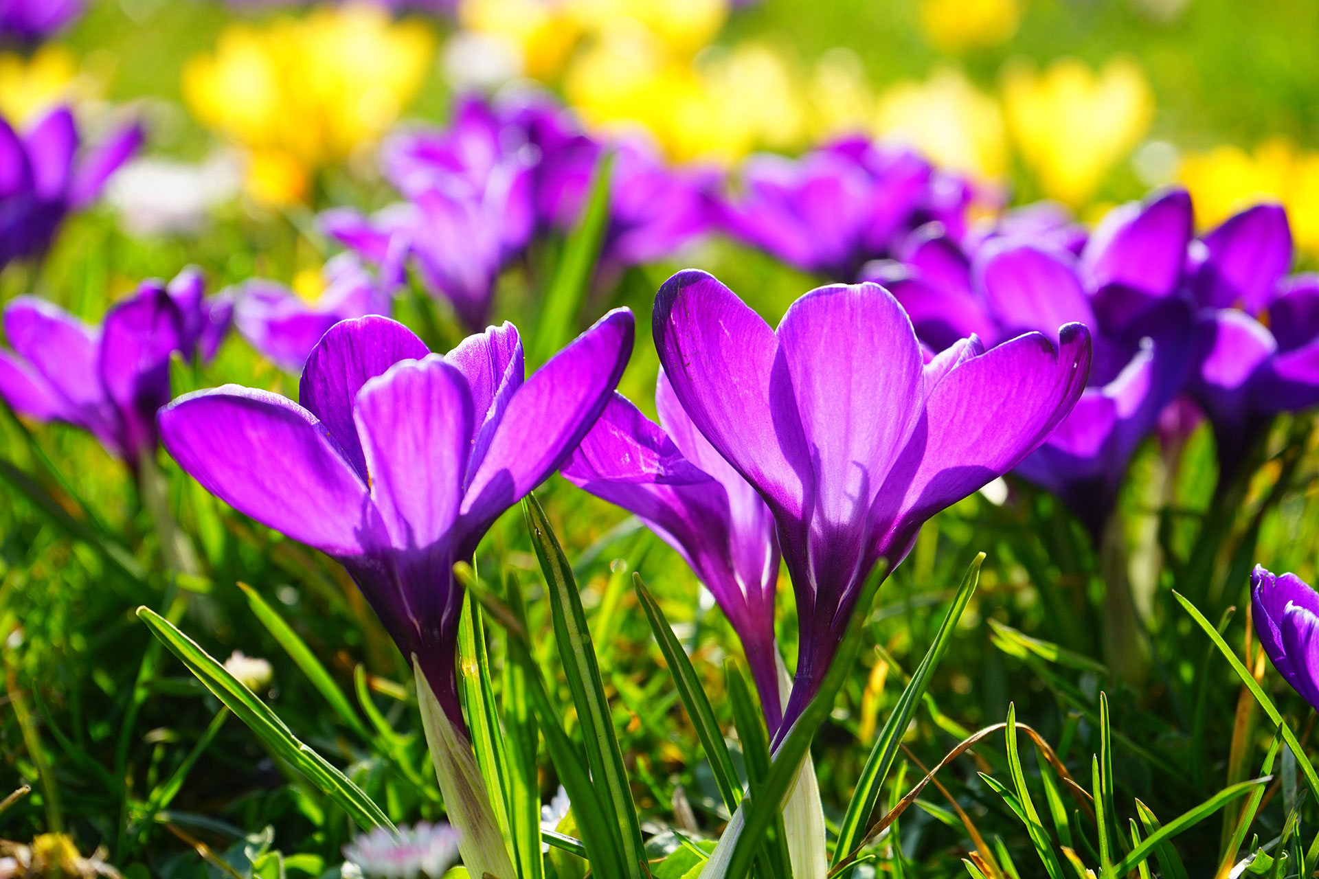 Preview for Purple-crocus-spring-bloom-blossom-background-dbfae