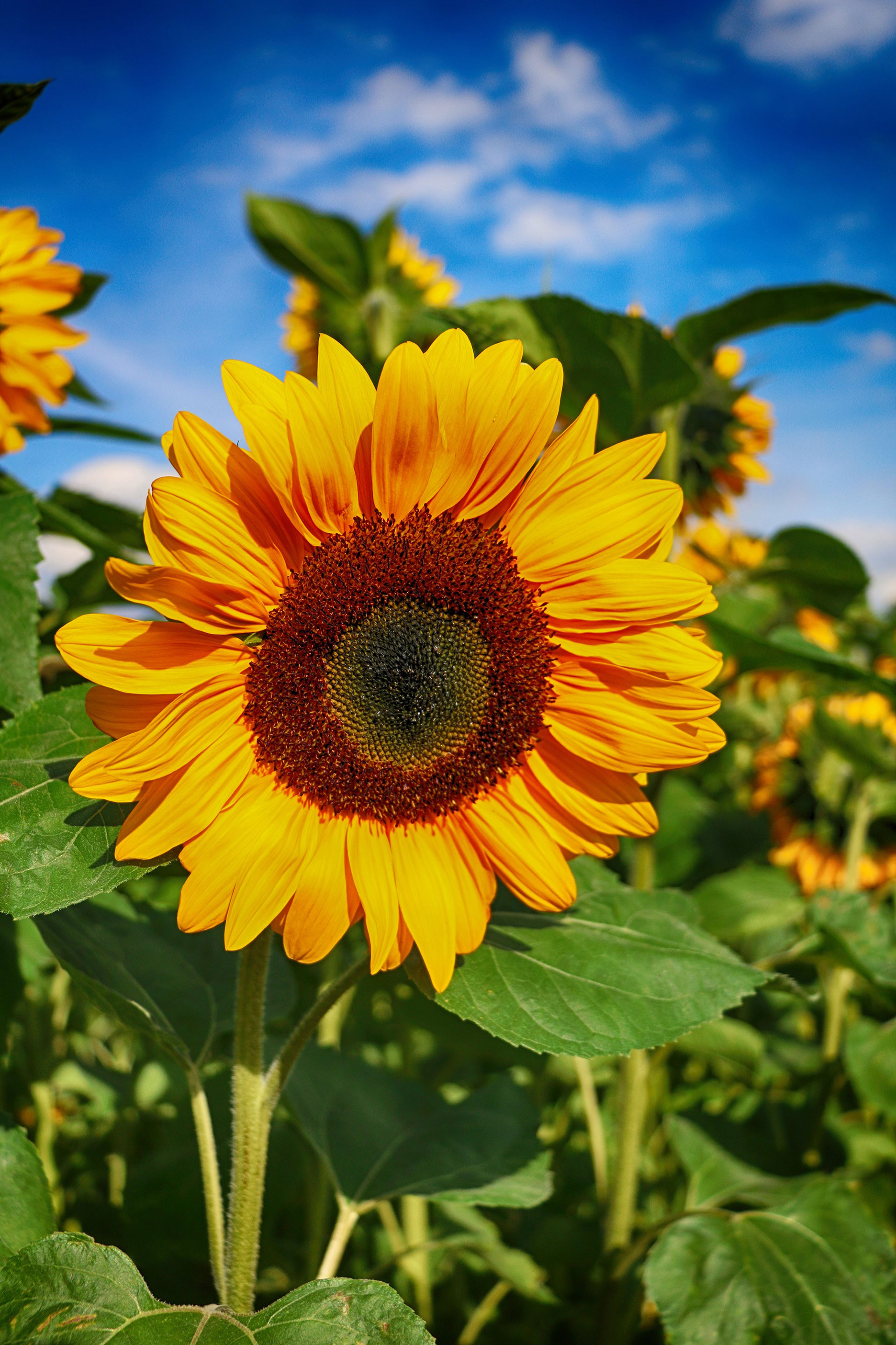 Preview for Sunflower-field-landscape-agriculture-background-9bc59