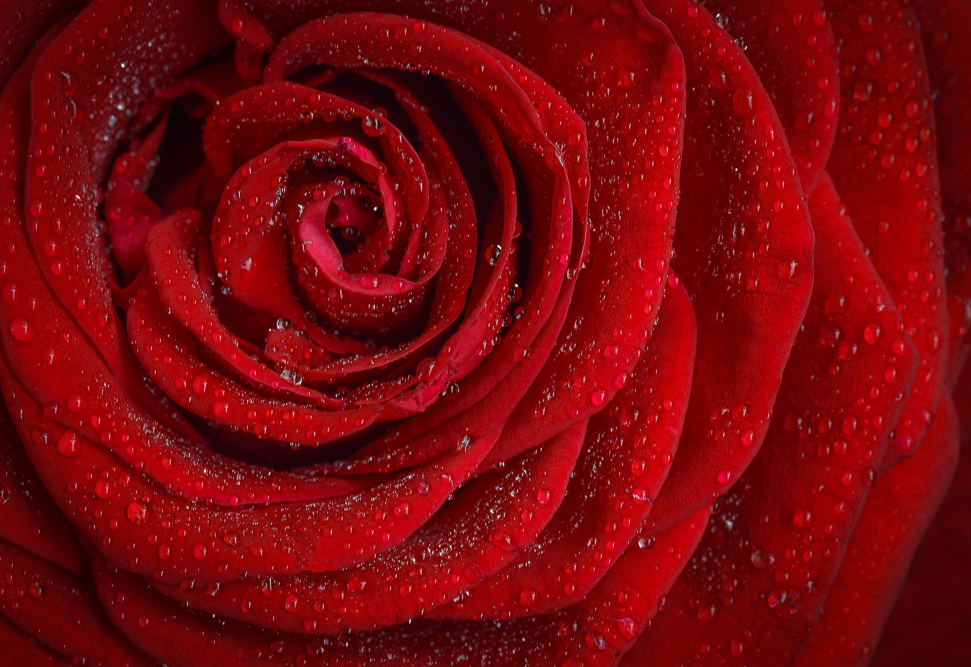 Preview for Red-rose-dew-drops-blossom-background-1e9ff