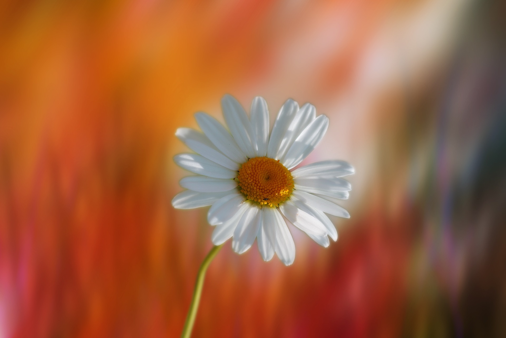 Preview for Daisy-in-bloom-blossom-background-e1863