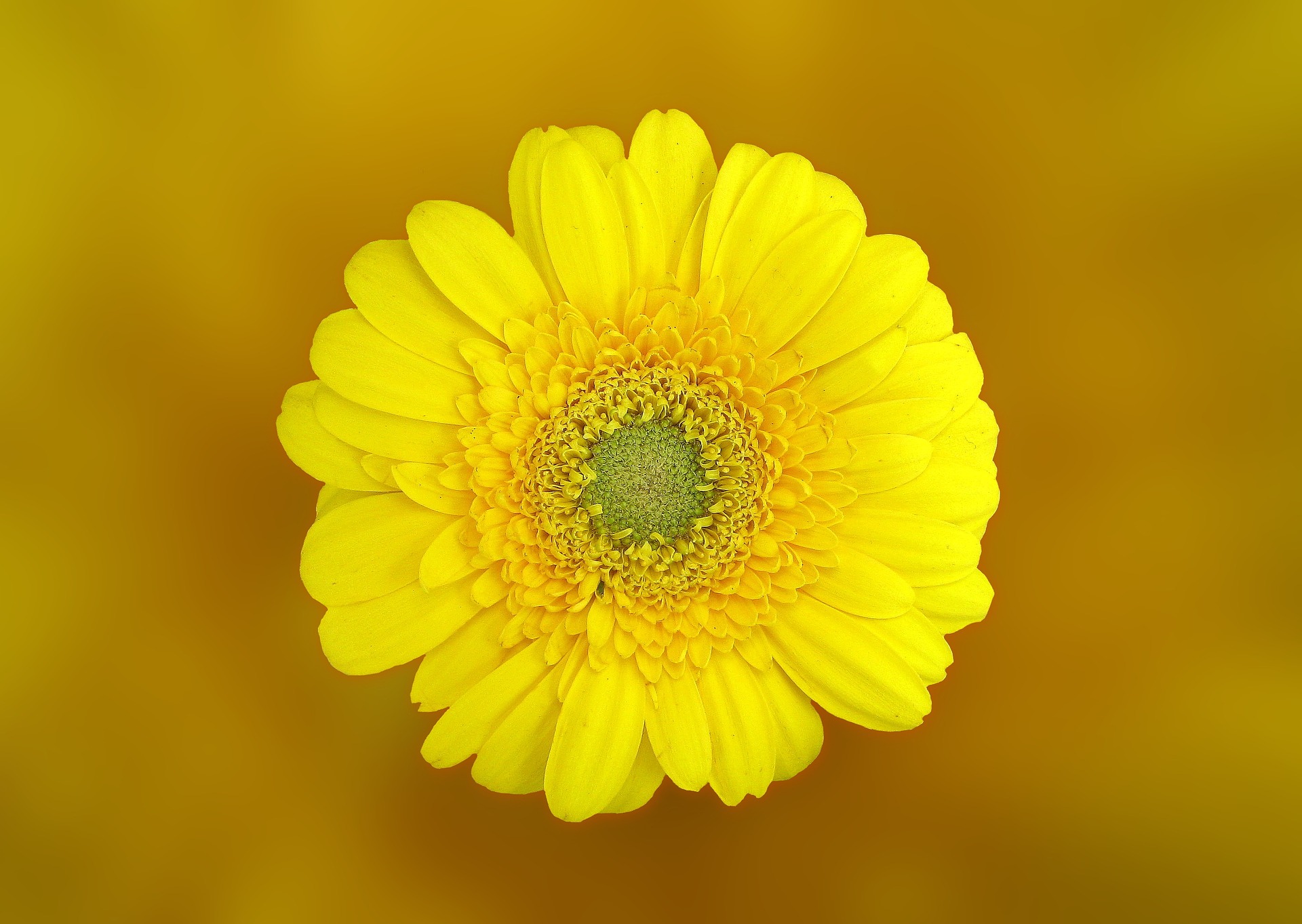 Preview for Yellow-flower-close-up-blossom-background-b6016