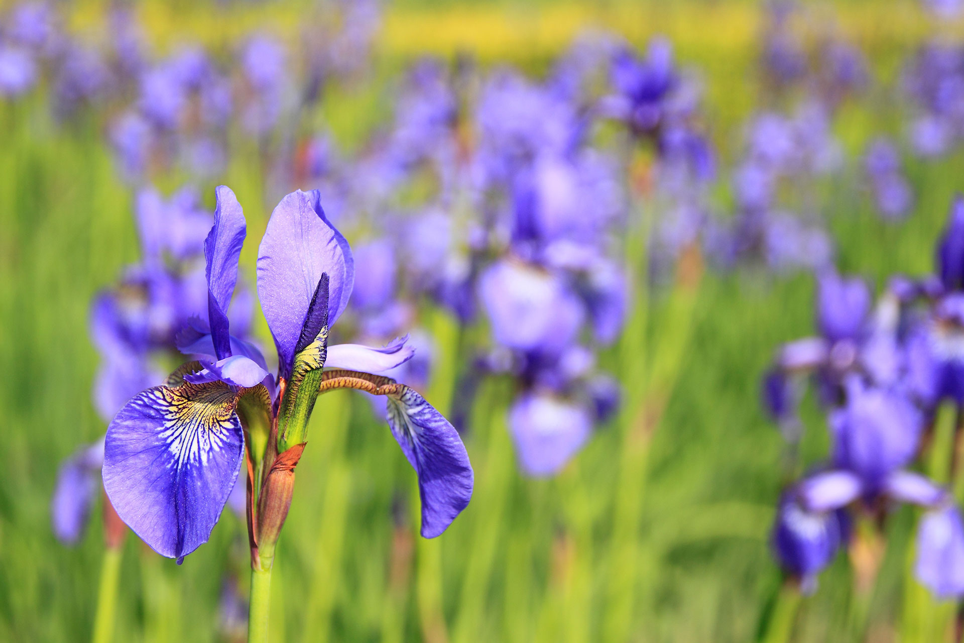 Preview for Purple-iris-field-blossom-background-7571c