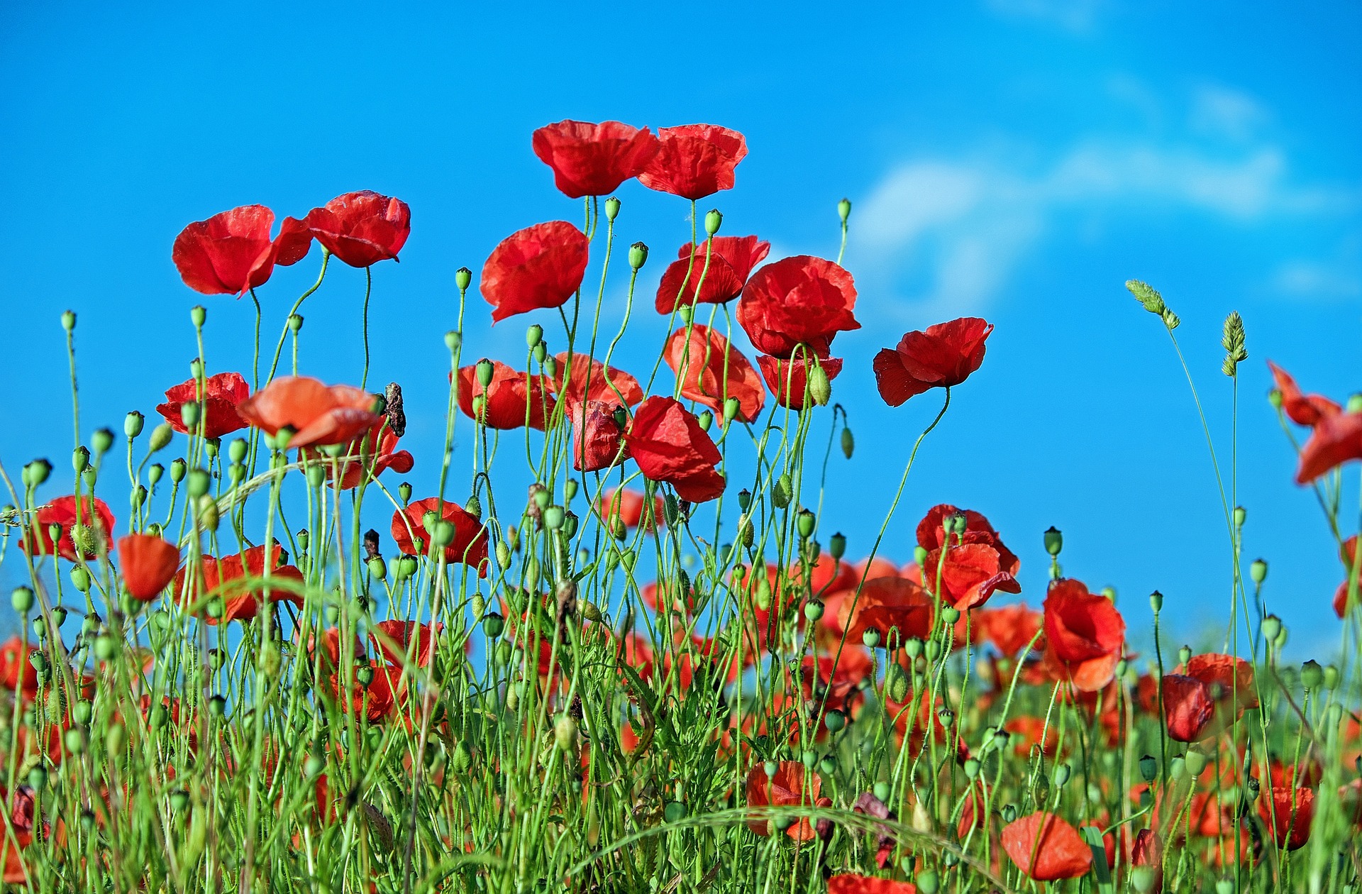 Preview for Red-poppies-in-bloom-blossom-background-03ee2
