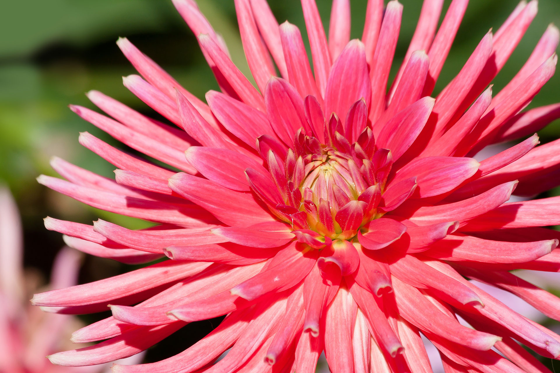 Preview for Vibrant-pink-flower-closeup-blossom-background-75312