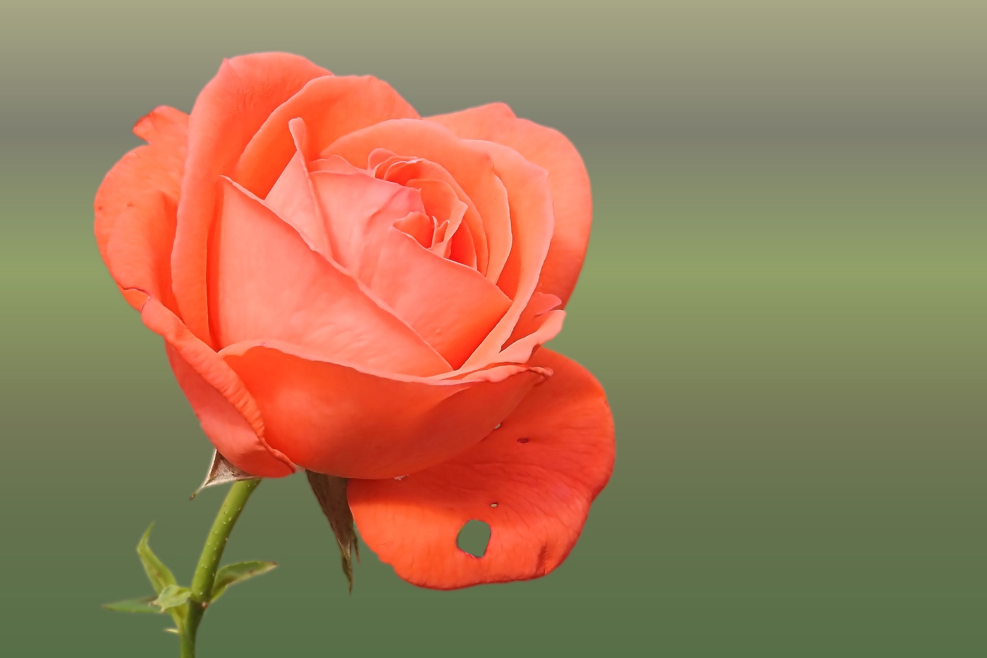 Preview for Vibrant-orange-rose-blossom-background-942dc