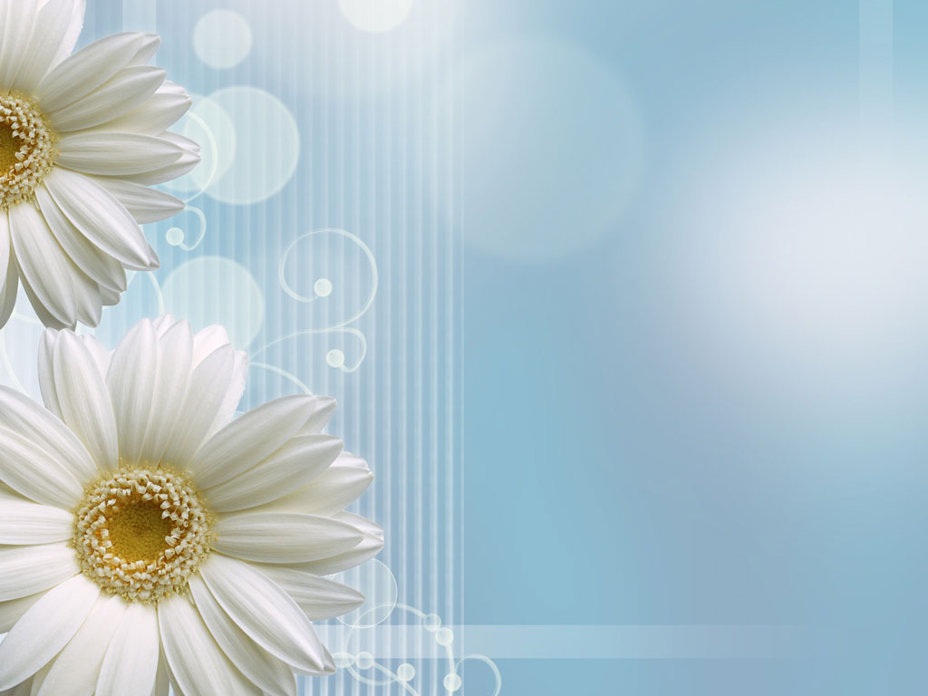 Preview for White-daisies-blue-background-aster-7e316