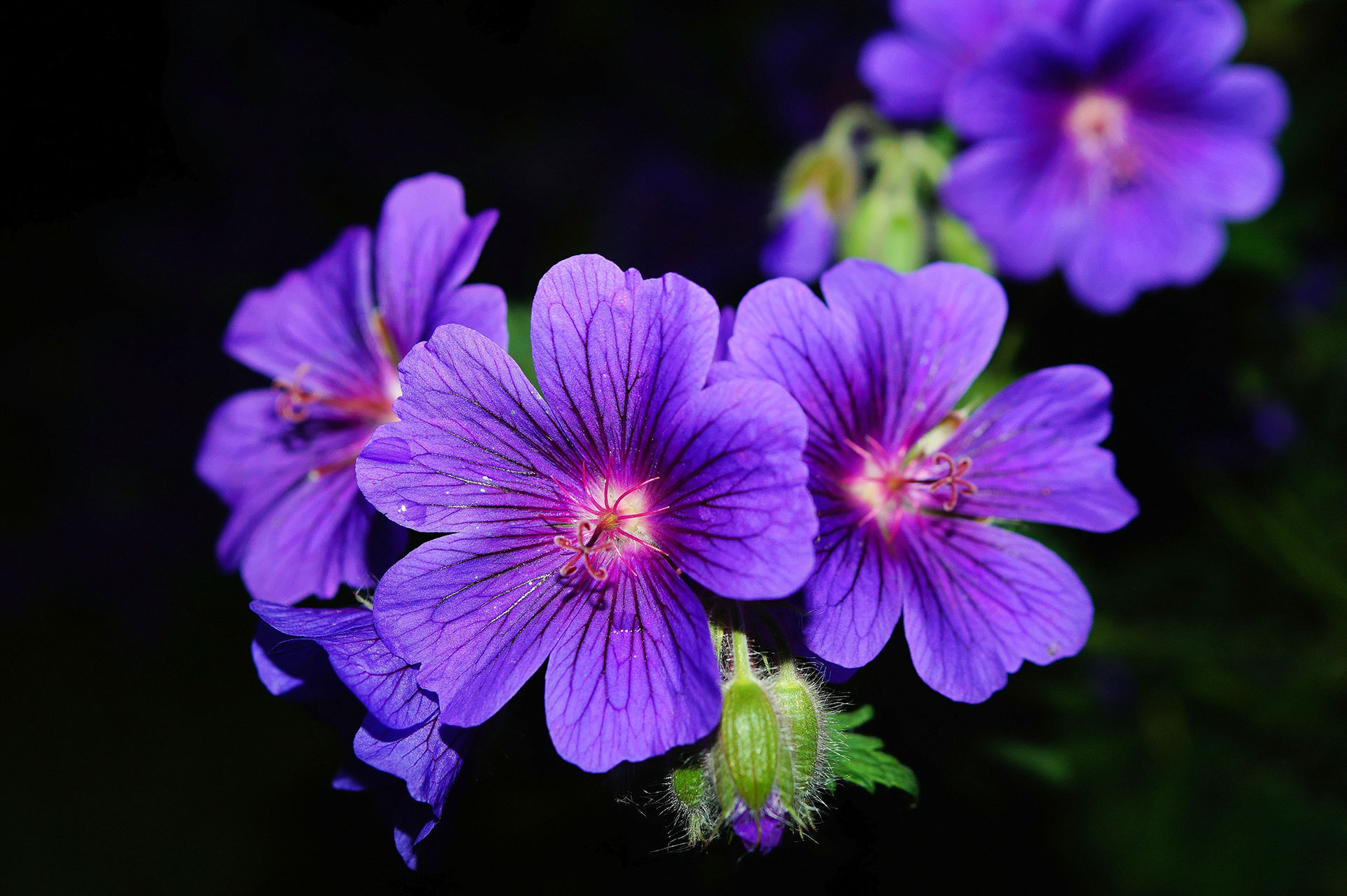 Preview for Vibrant-purple-flowers-blossom-background-f2370