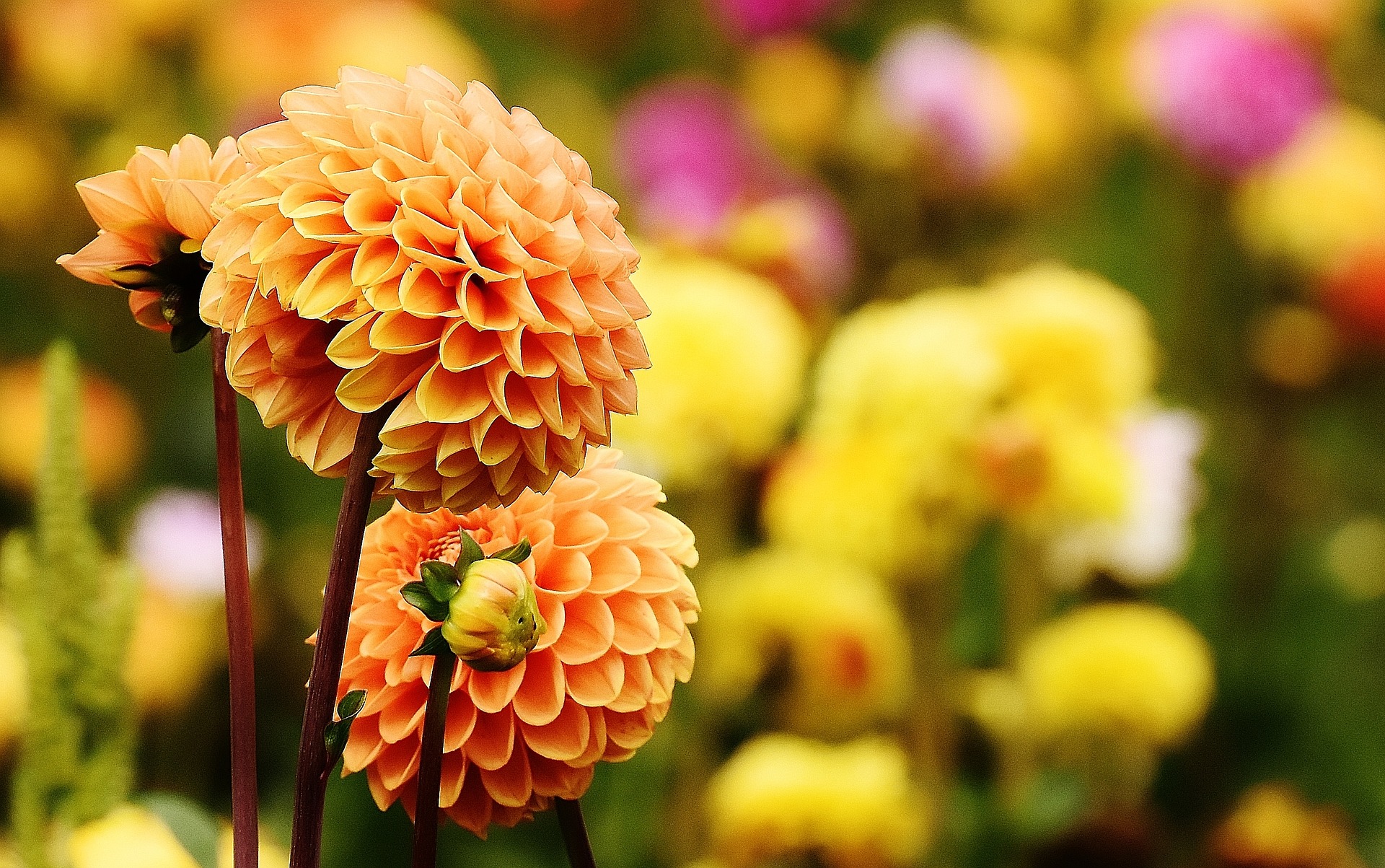 Preview for Orange-dahlias-garden-blooms-blossom-background-079e2