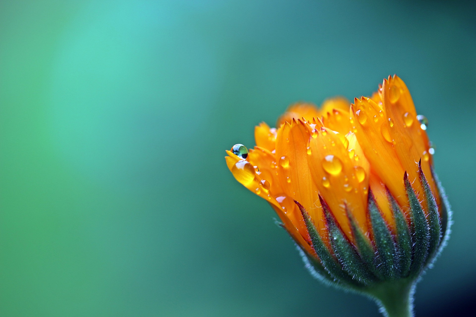 Preview for Orange-flower-dew-drops-anther-background-09dab