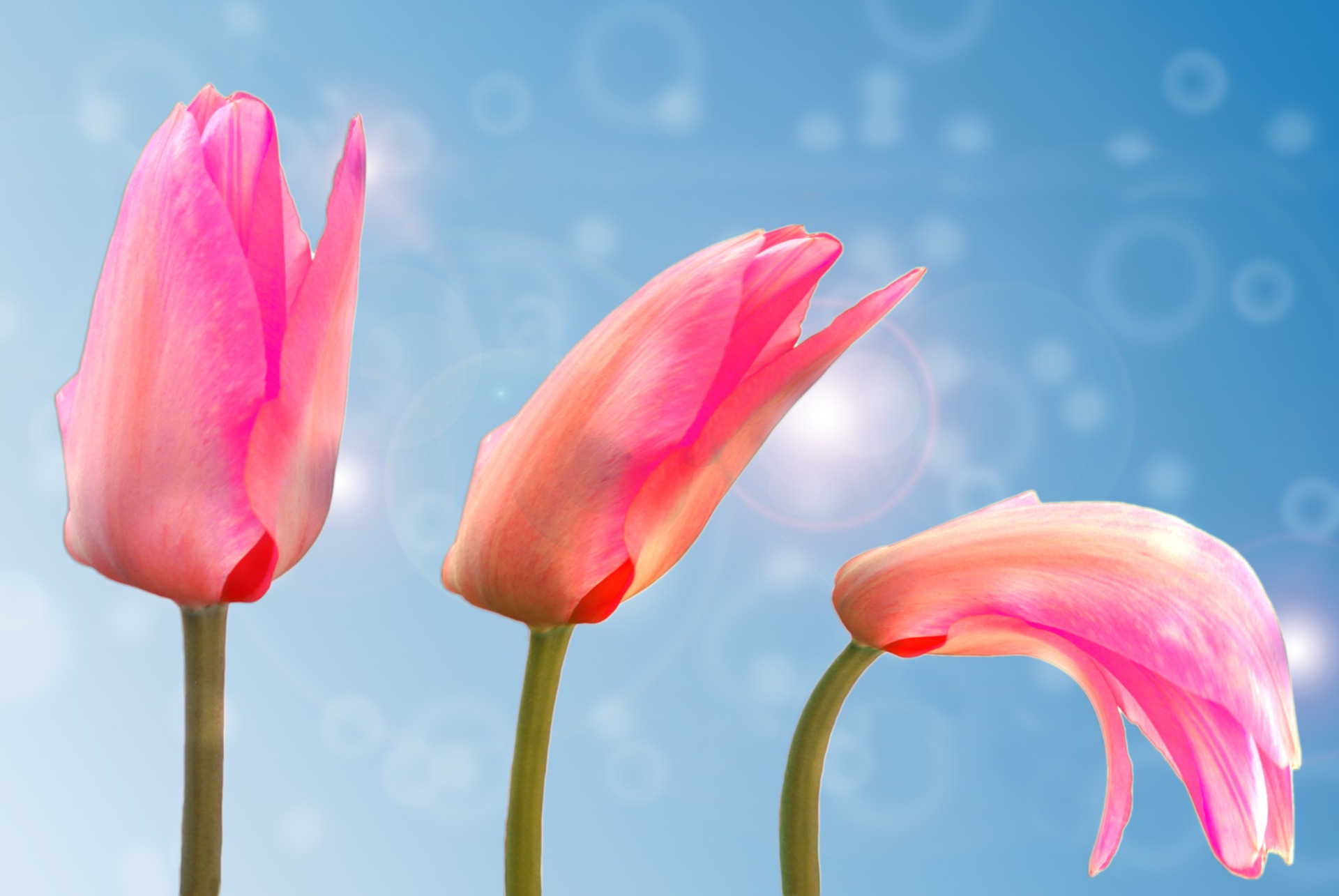 Preview for Pink-tulips-blue-background-blossom-24b20