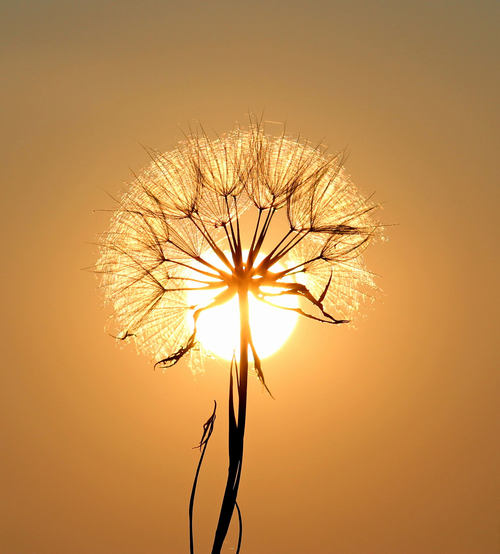 Preview for Dandelion-sunset-serenity-blossom-background-4f27c