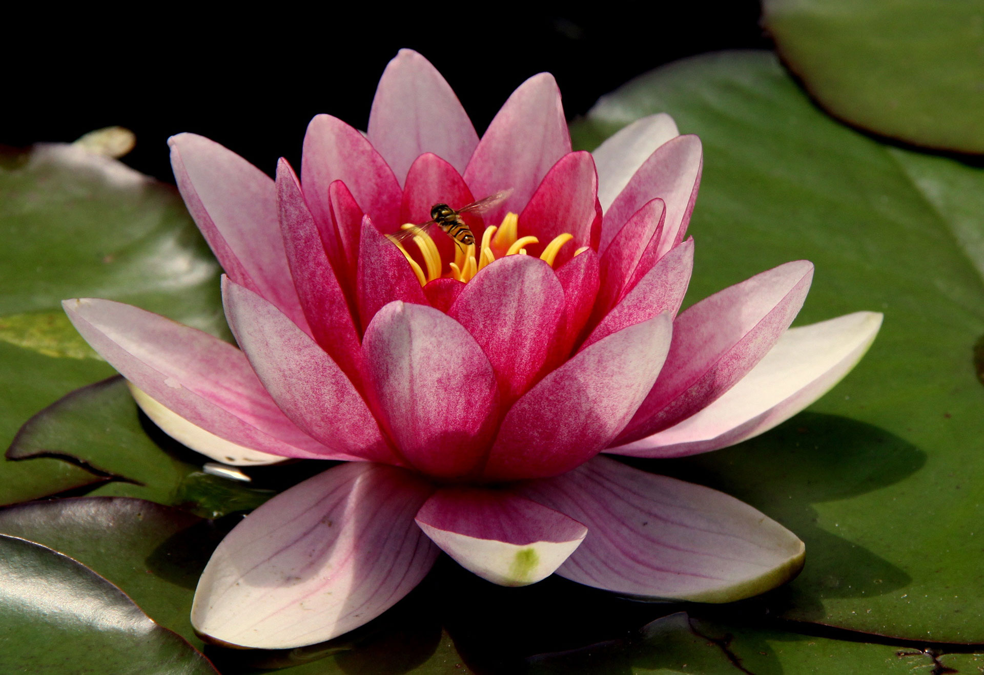 Preview for Pink-water-lily-blossom-background-d485d