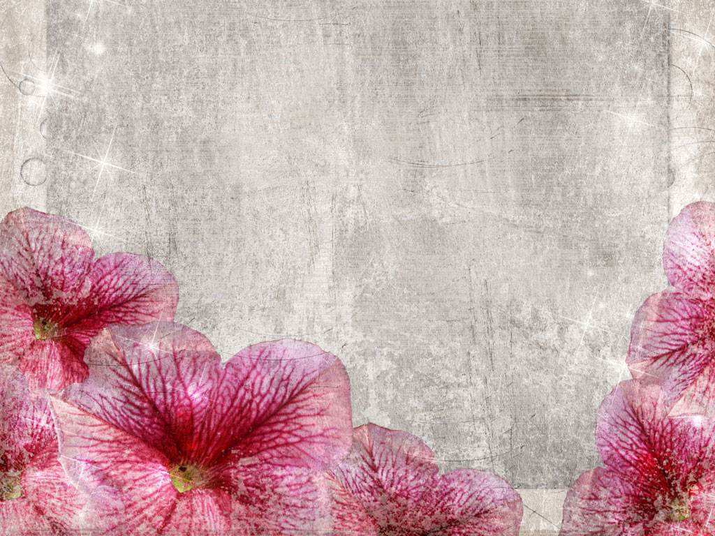 Preview for Pink-petunias-gray-background-blossom-9e30c
