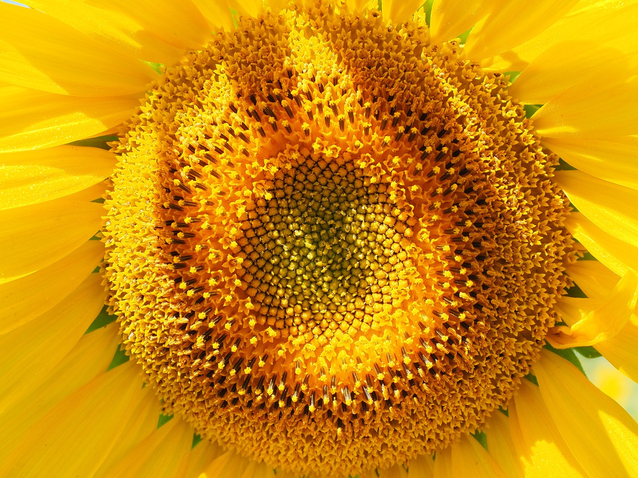 Preview for Sunflower-close-up-details-blossom-background-94777