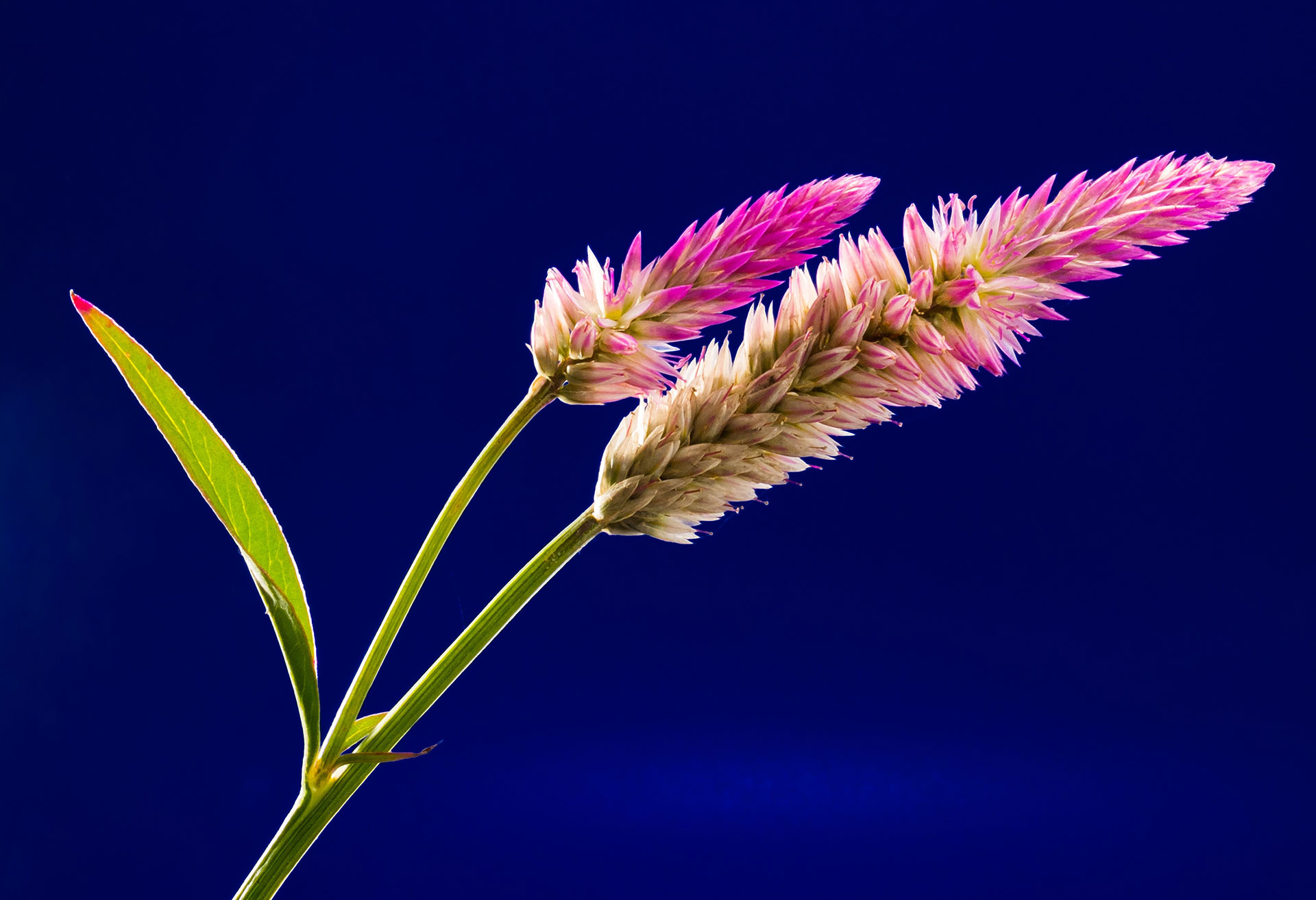 Preview for Pink-fountain-grass-flowers-background-3934d