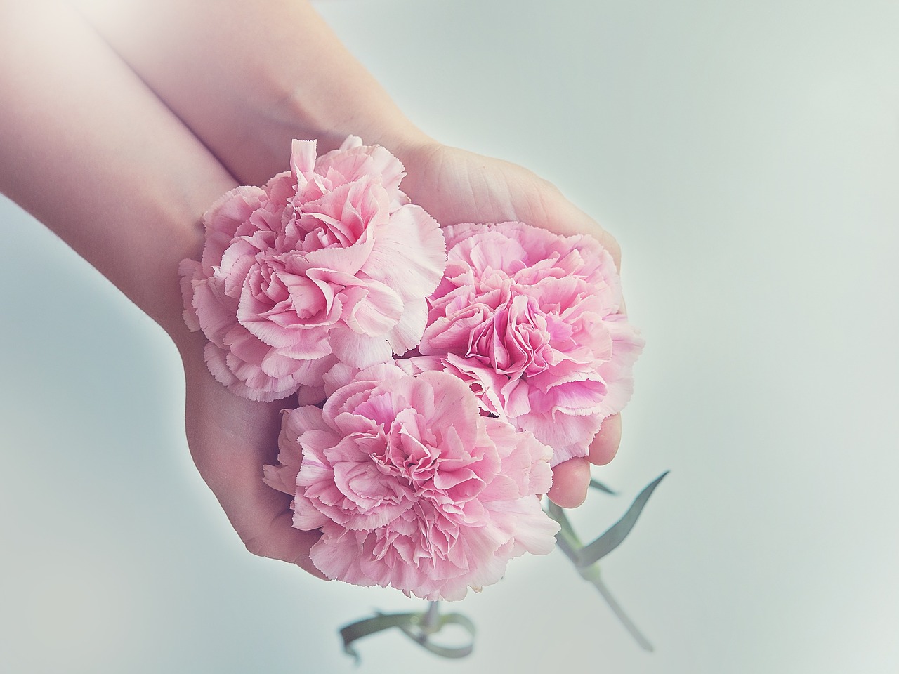 Preview for Delicate-pink-flowers-blossom-background-52eda