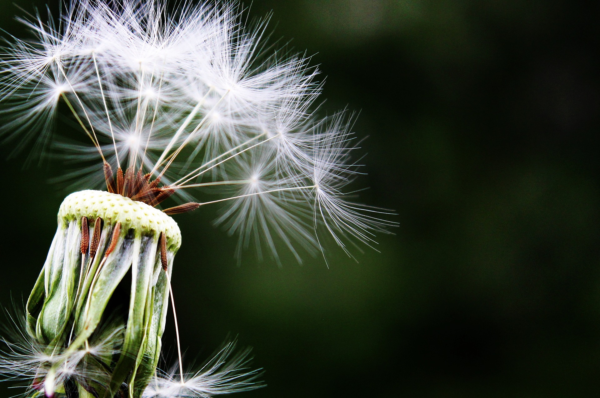 Preview for Dandelion-seed-dispersal-blossom-background-9b40f