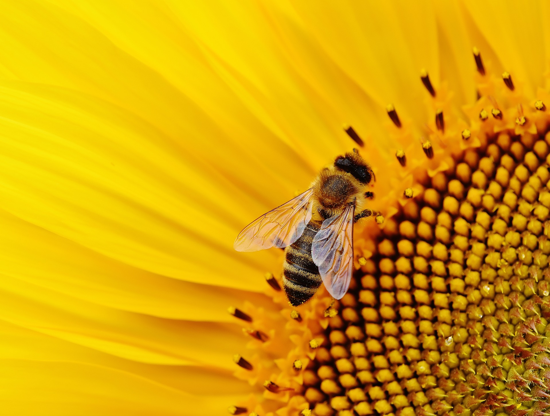 Preview for Bee-on-sunflower-animal-background-15cc8