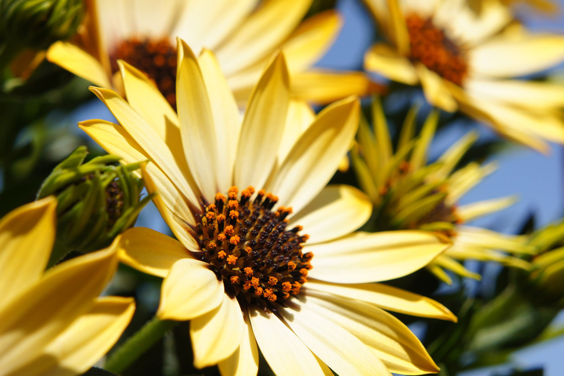 Preview for Yellow-flowers-in-bloom-blossom-background-0514e