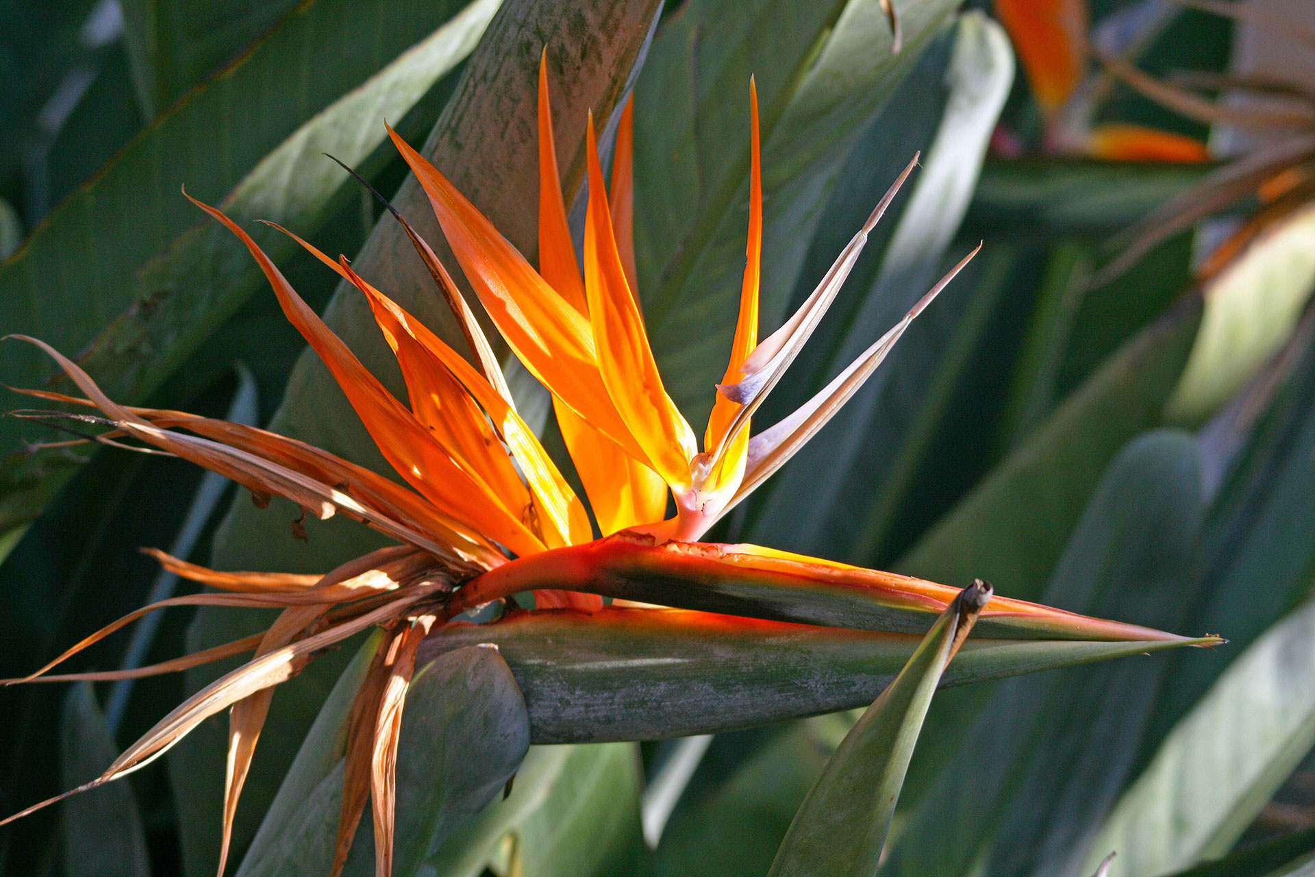 Preview for Bird-of-paradise-flower-aloe-background-62397