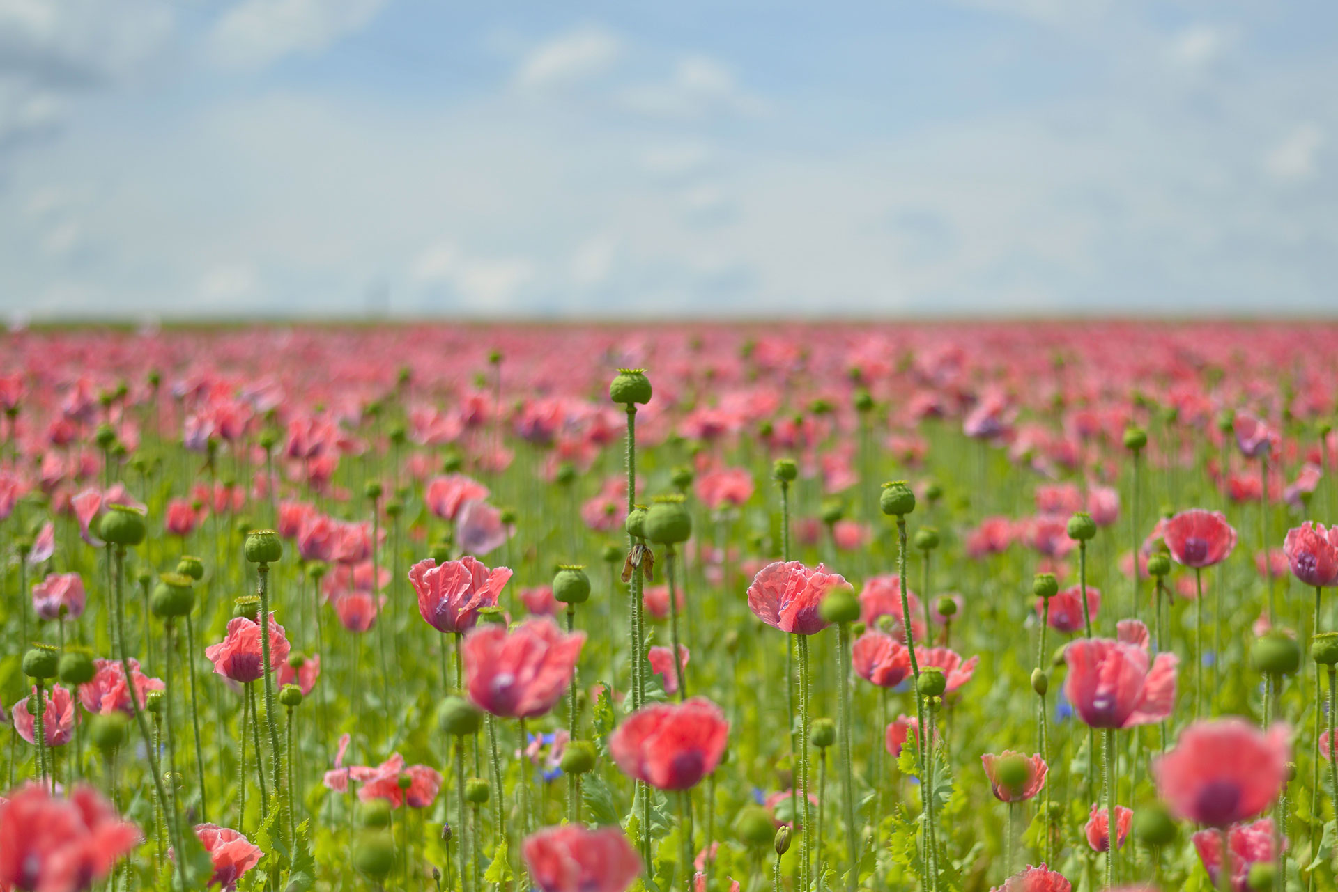 Preview for Poppy-field-landscape-blossom-background-3a312
