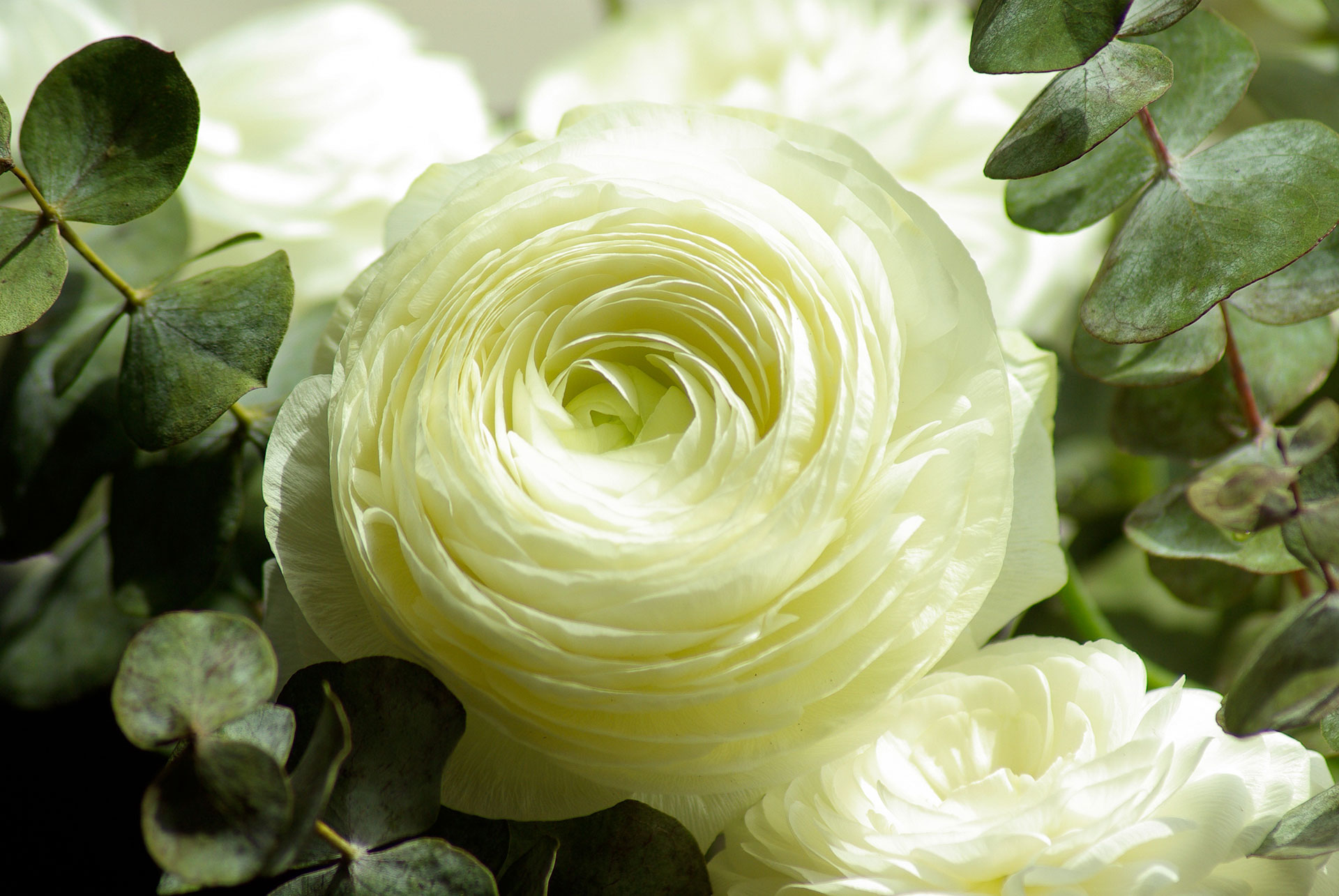Preview for White-ranunculus-eucalyptus-blossom-background-26372