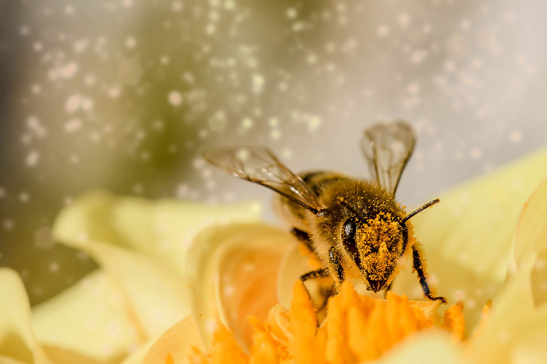 Preview for Bee-collecting-pollen-animal-background-e0073