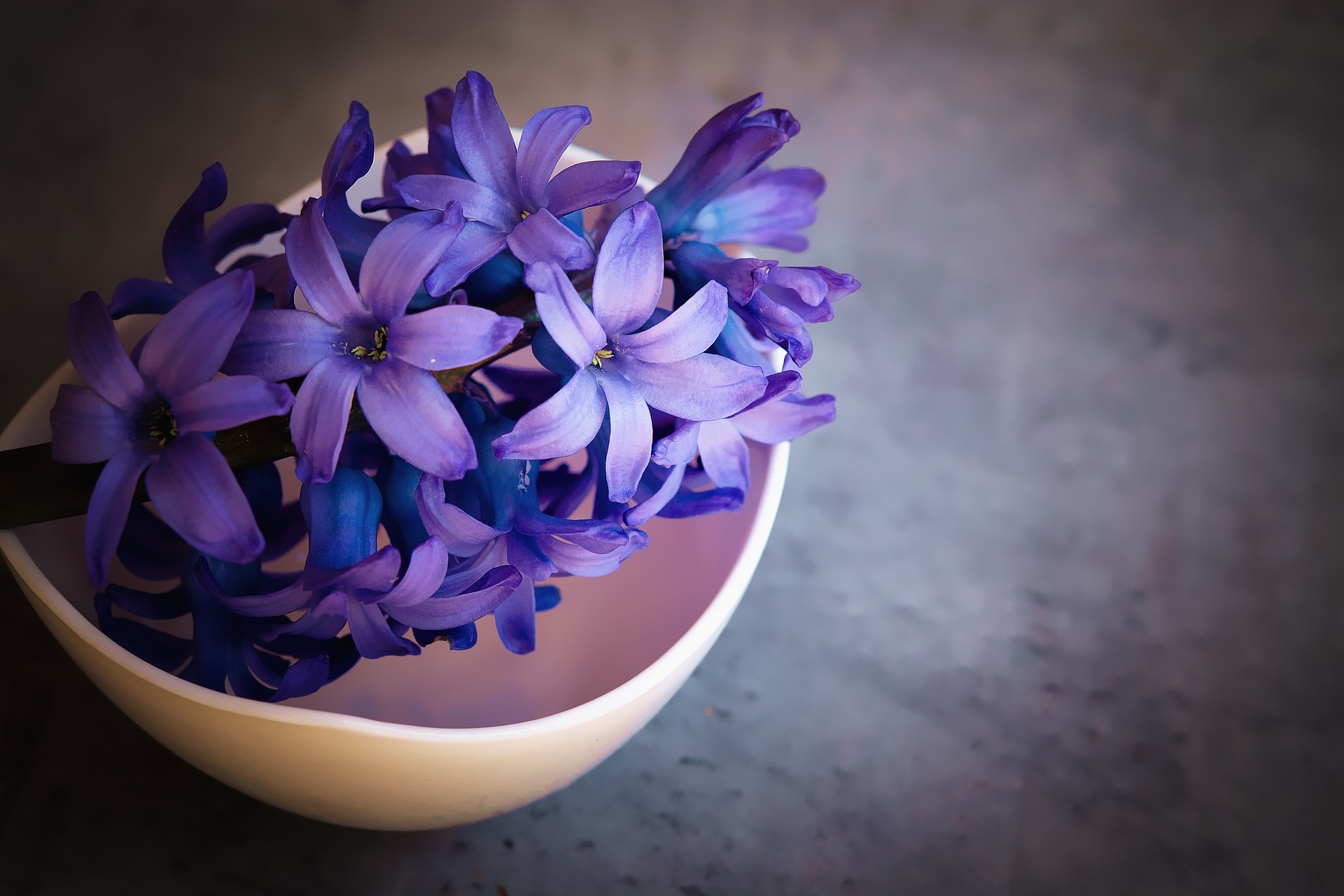 Preview for Purple-flowers-in-bowl-blossom-background-9362f