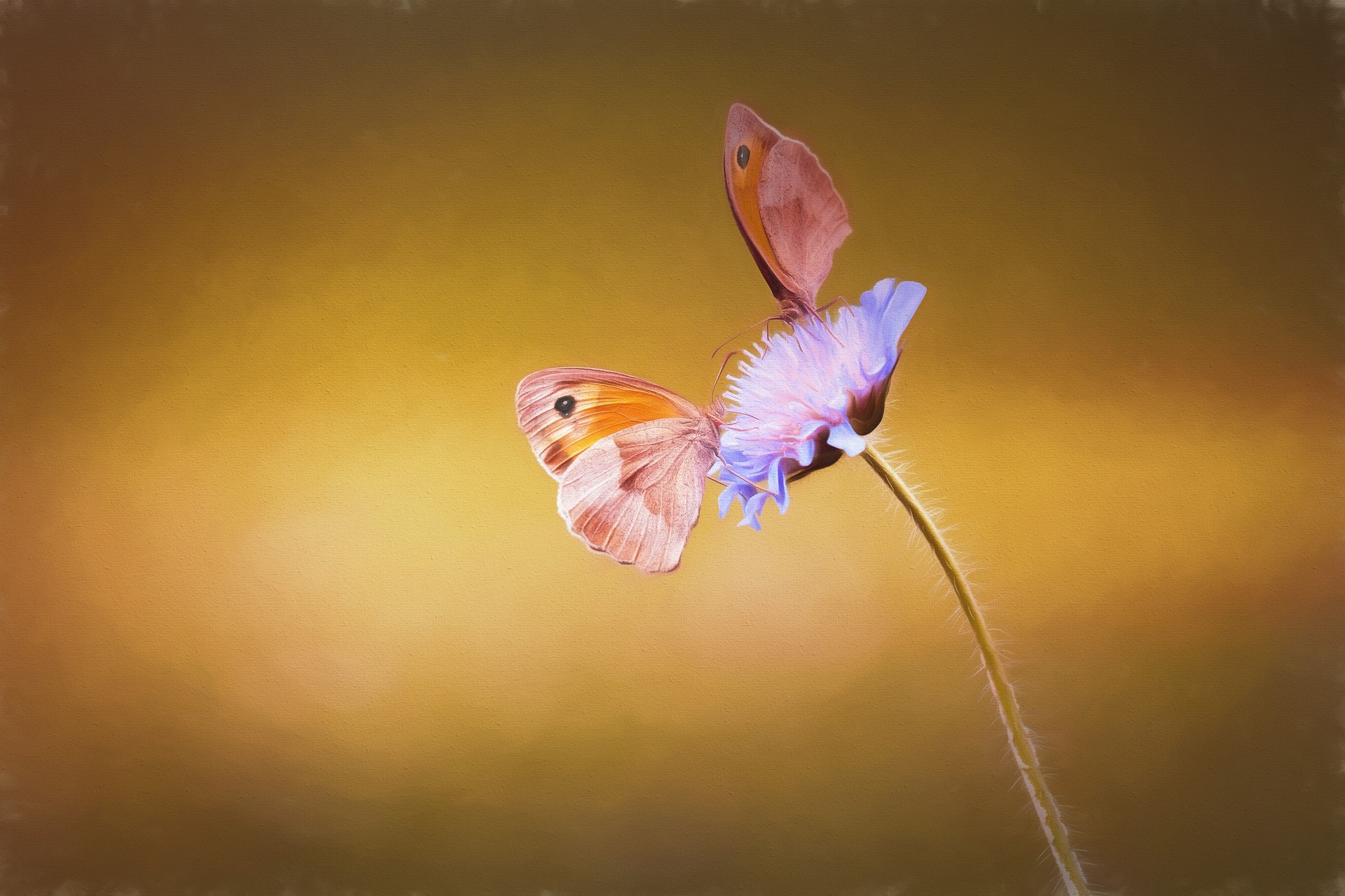 Preview for Butterfly-on-flower-animal-background-efe87