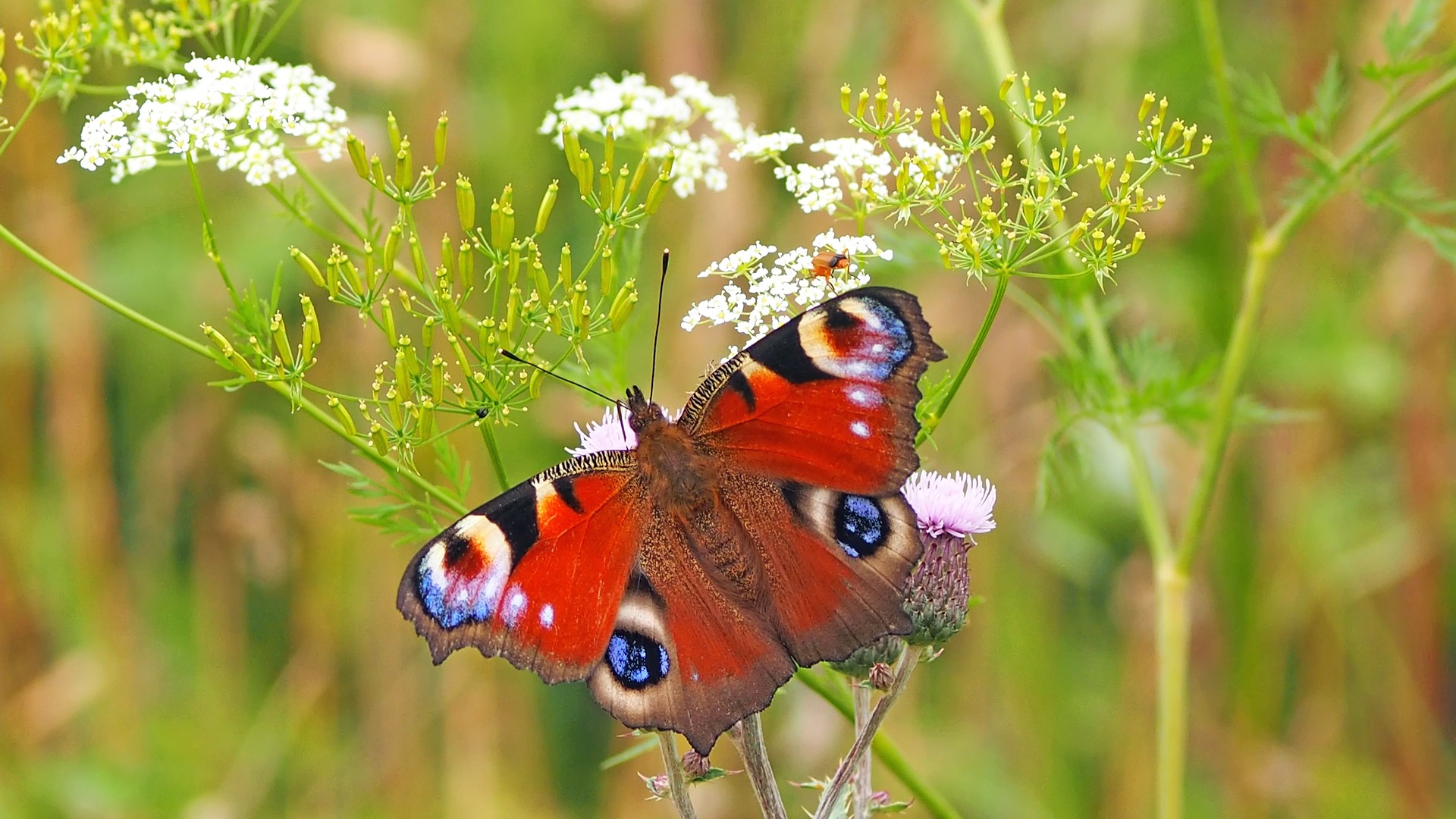 Preview for Peacock-butterfly-wildflowers-animal-background-da7eb