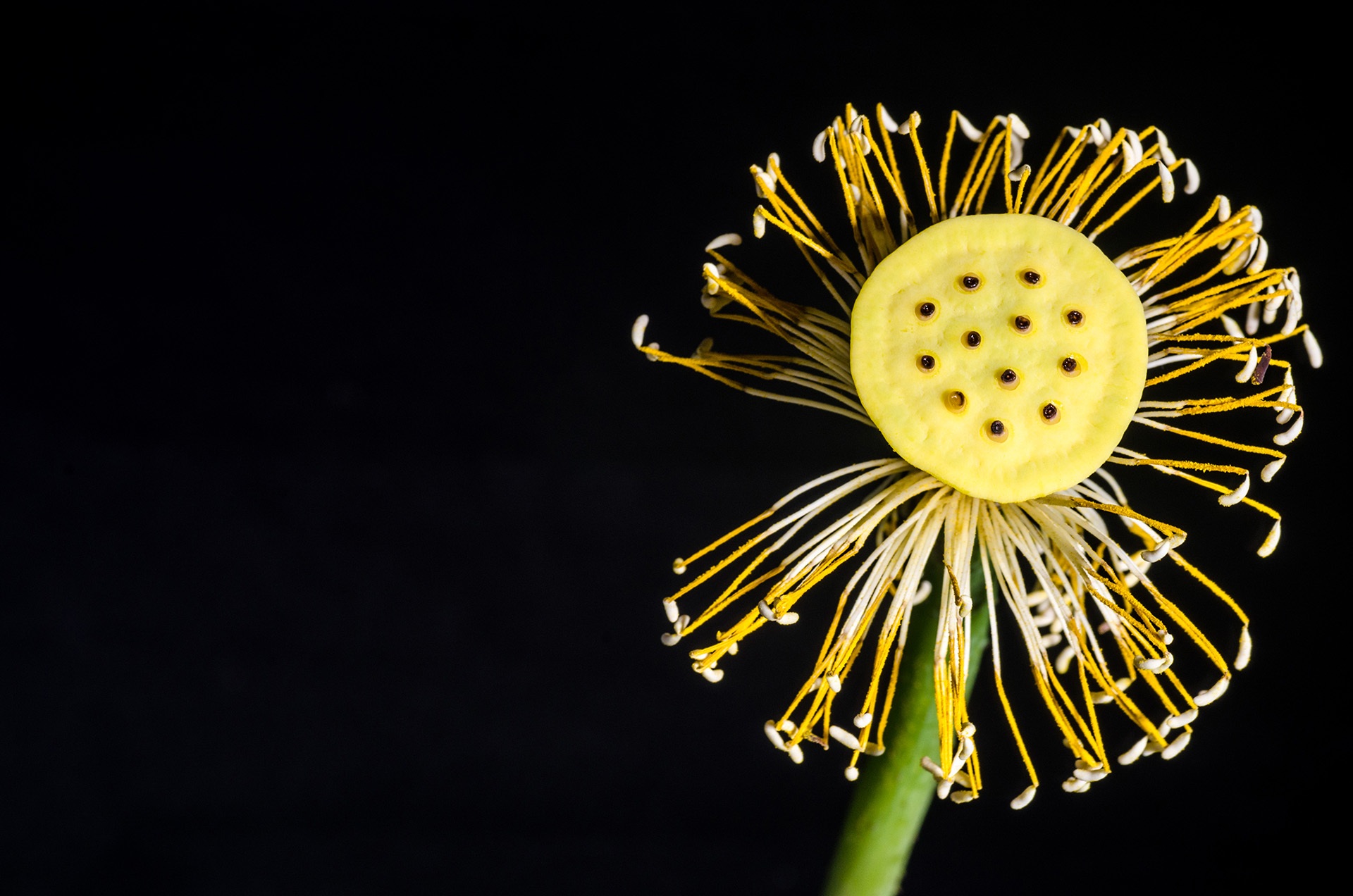 Preview for Yellow-water-lily-flower-blossom-background-c5f21