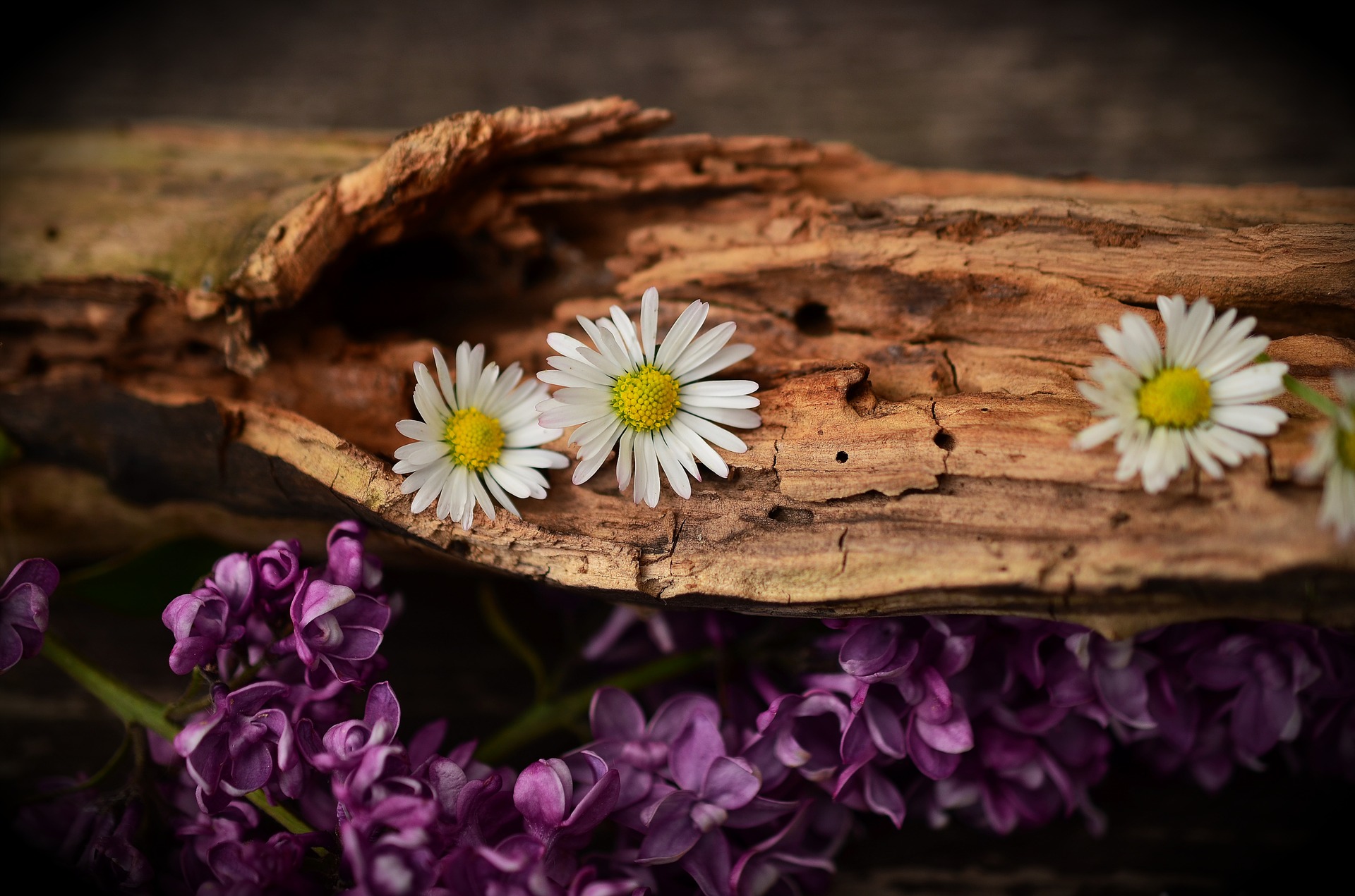Preview for Daisies-on-wood-with-lilacs-blossom-background-eb54f