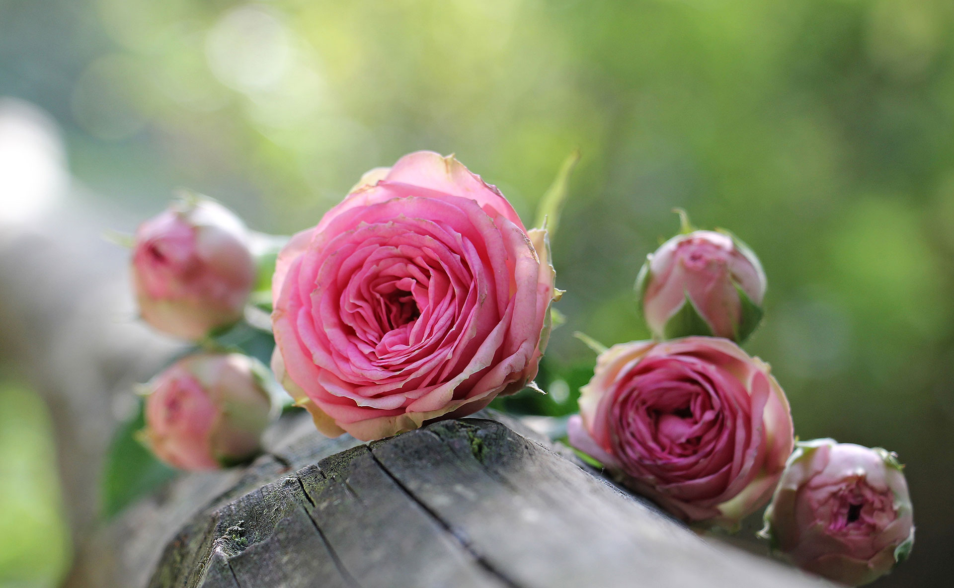 Preview for Pink-roses-on-wooden-fence-blossom-background-0614a